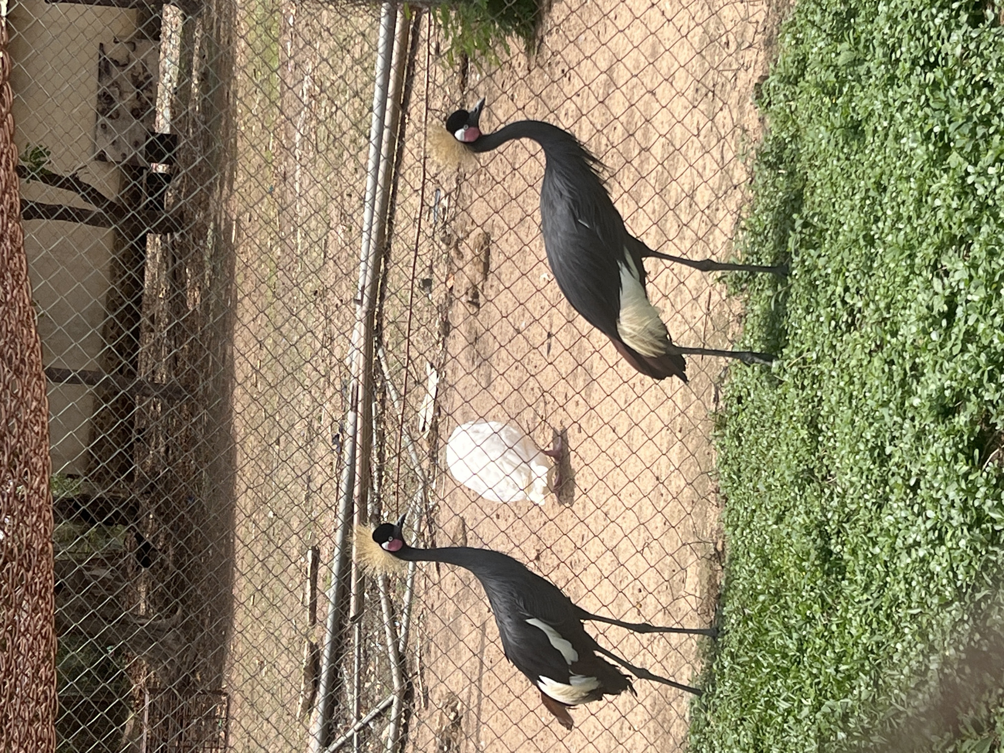 Birds observed at Jos zoo including cranes and waterfowl