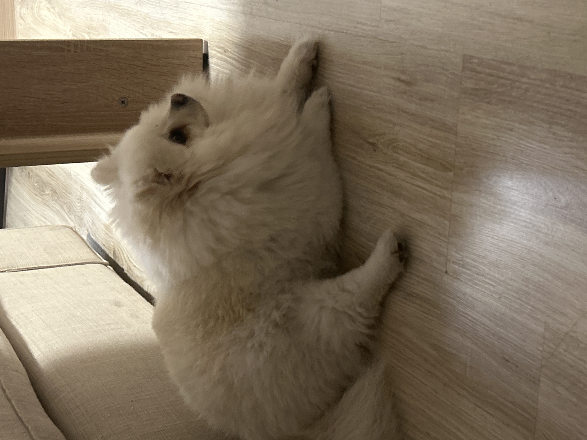 Pomeranian and kitten resting at home in Varna