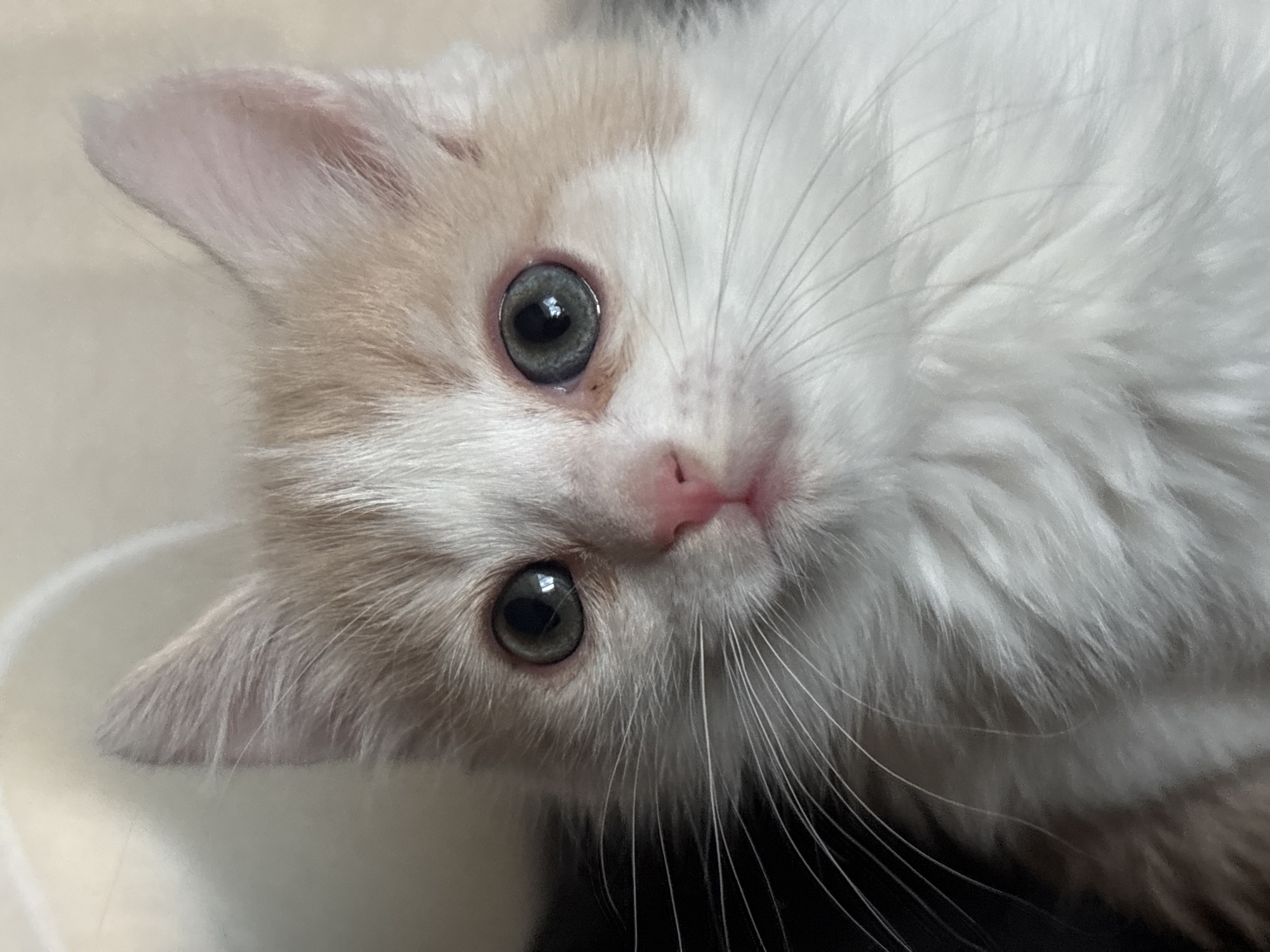 Kitten photographed being held in Perm, Russia