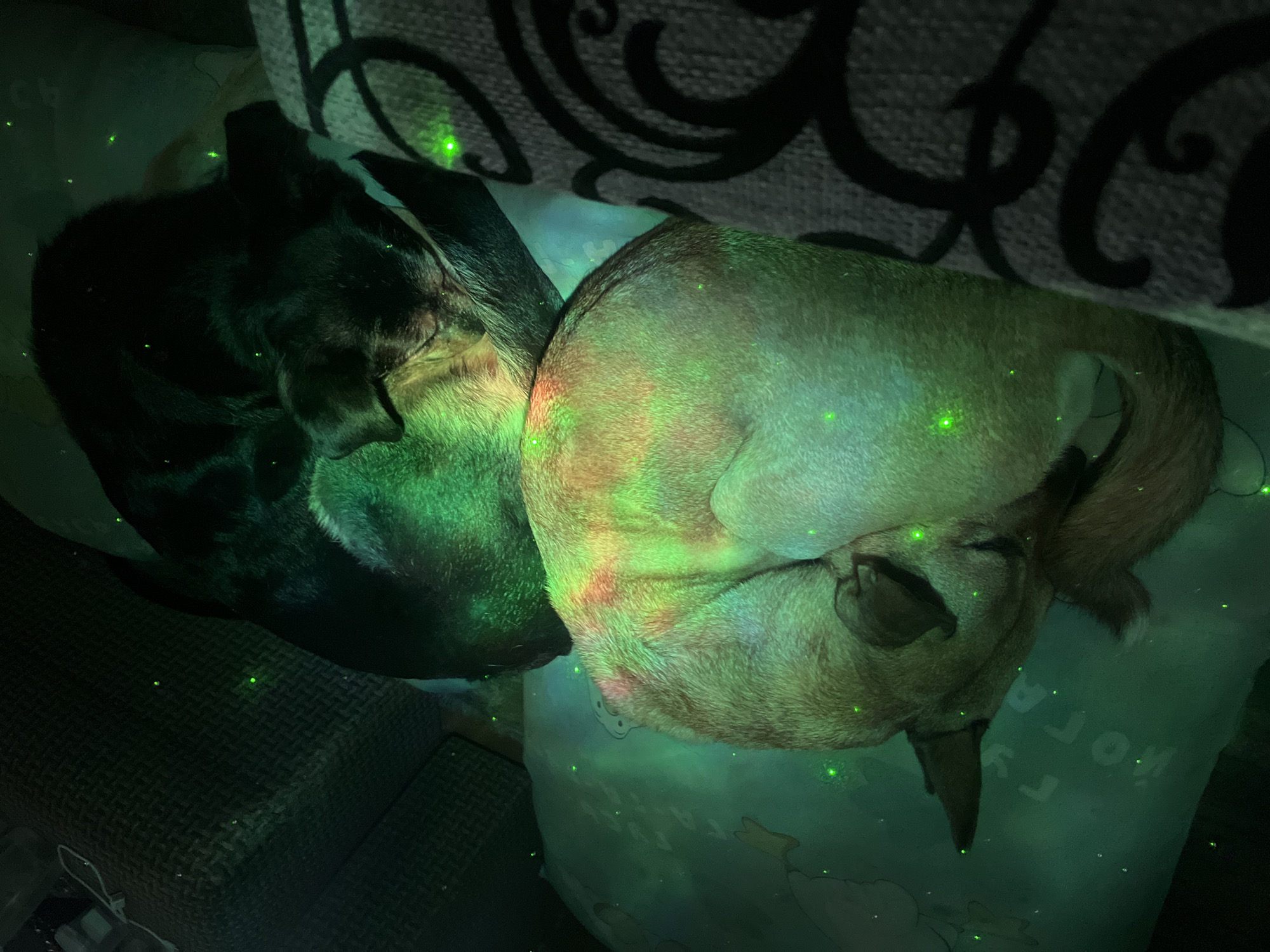Pets rest under colorful laser lights in Russian home