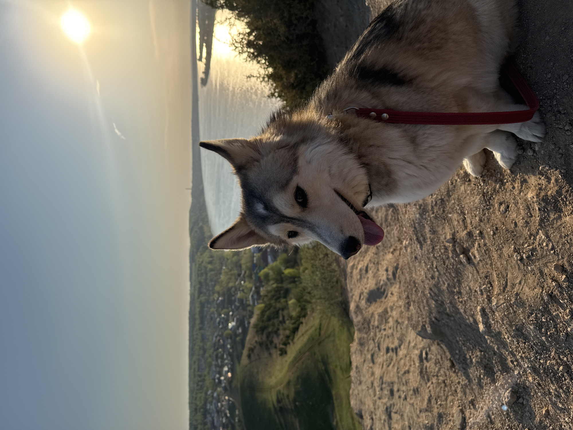 Dirt bikers ride hills near Ольховка as dog watches