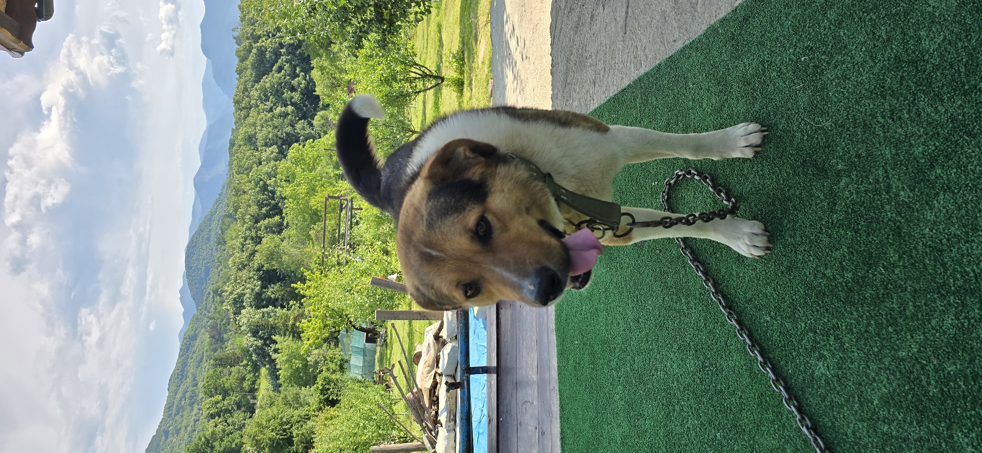 Daily life moments captured in Vratsa: dogs, cherries, motorcycle