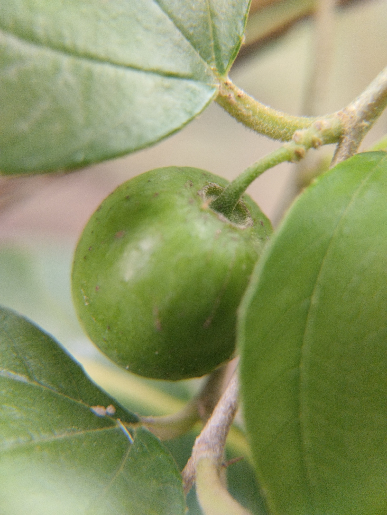 Macro nature details and street life in Lhokseumawe