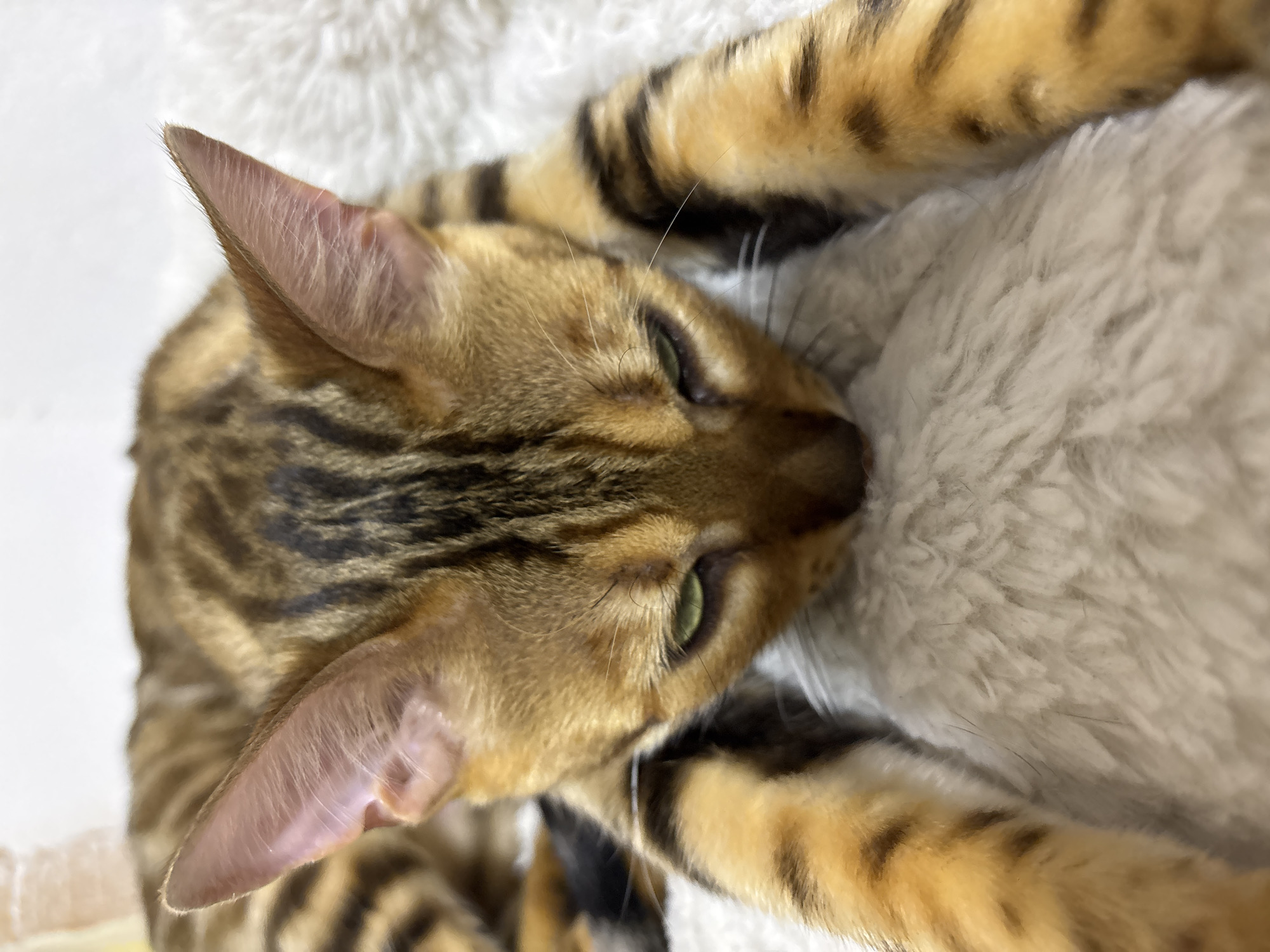 Bengal cat resting at home, multiple close-up angles