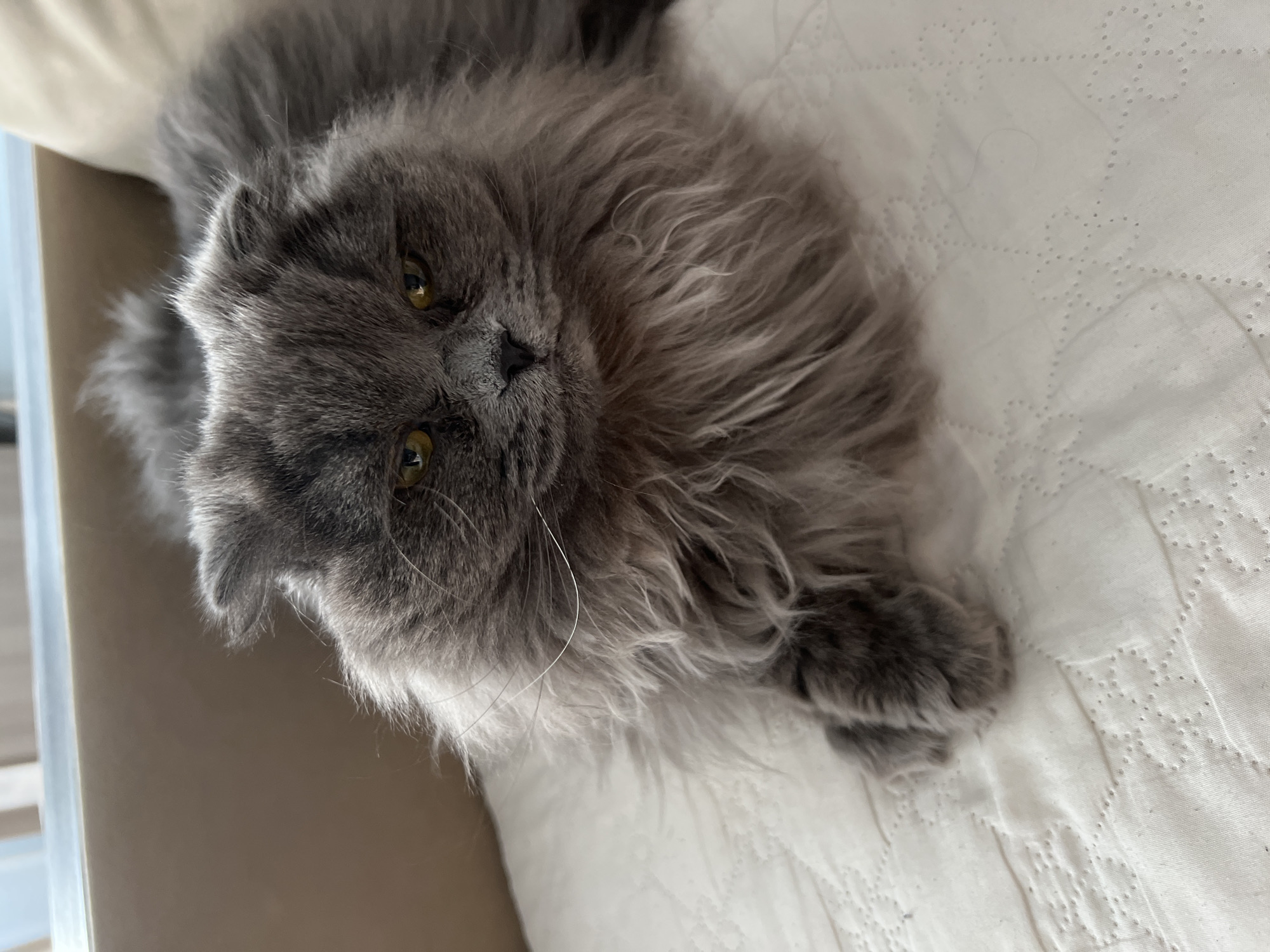 Grey cat photographed with owner on bed in Tyumen