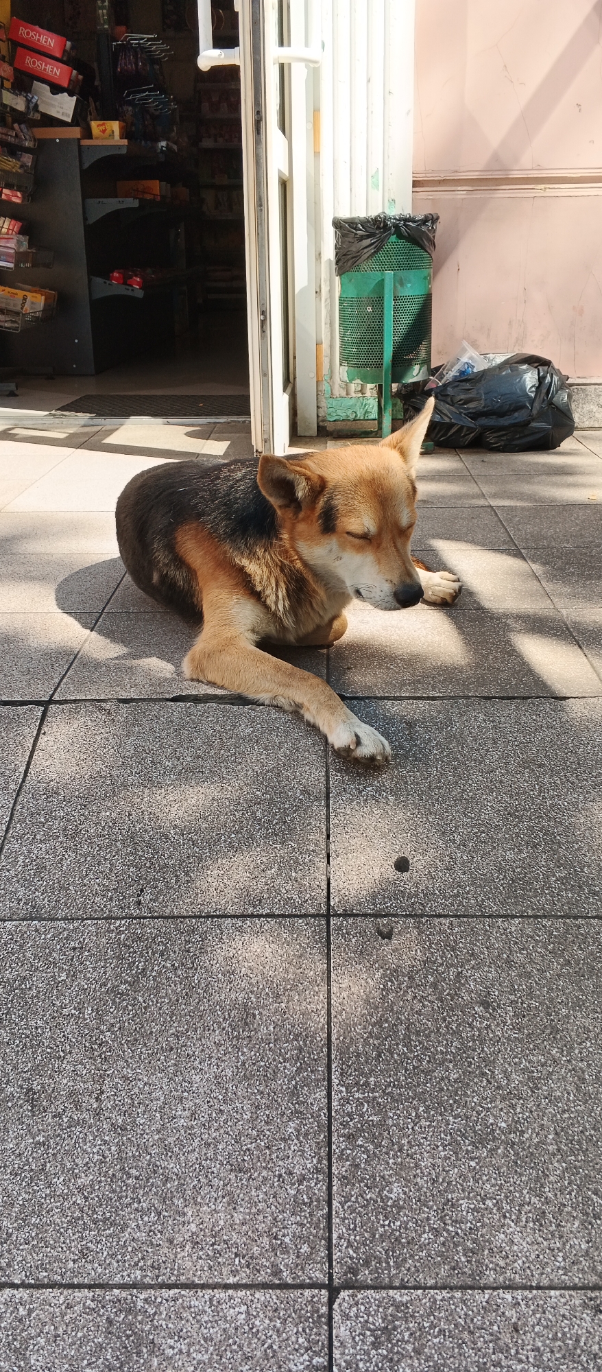 Flowers, a sleeping dog, and street scenes in Berehove