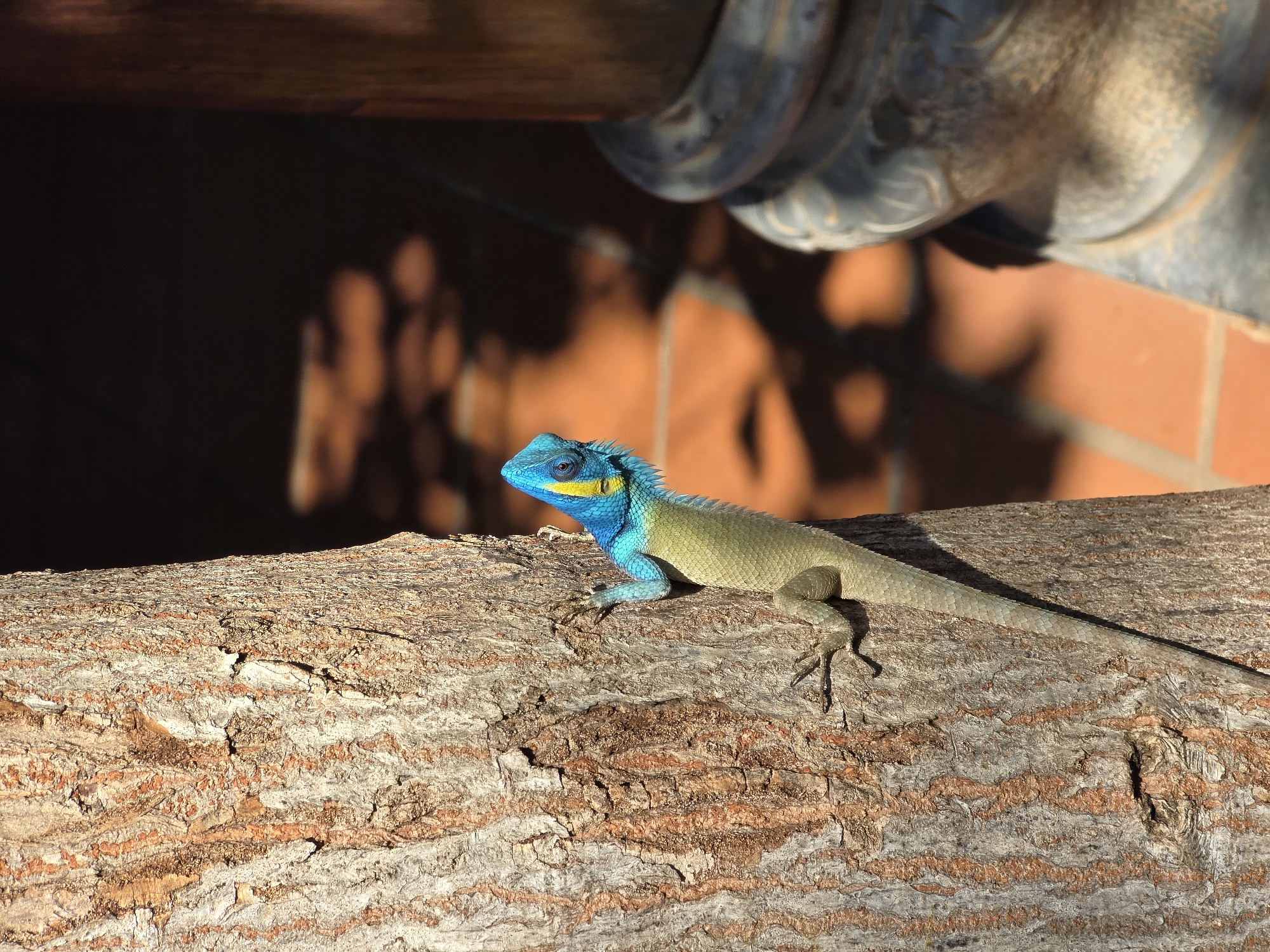 Blue-headed lizard spotted on tree branches in Mũi Né