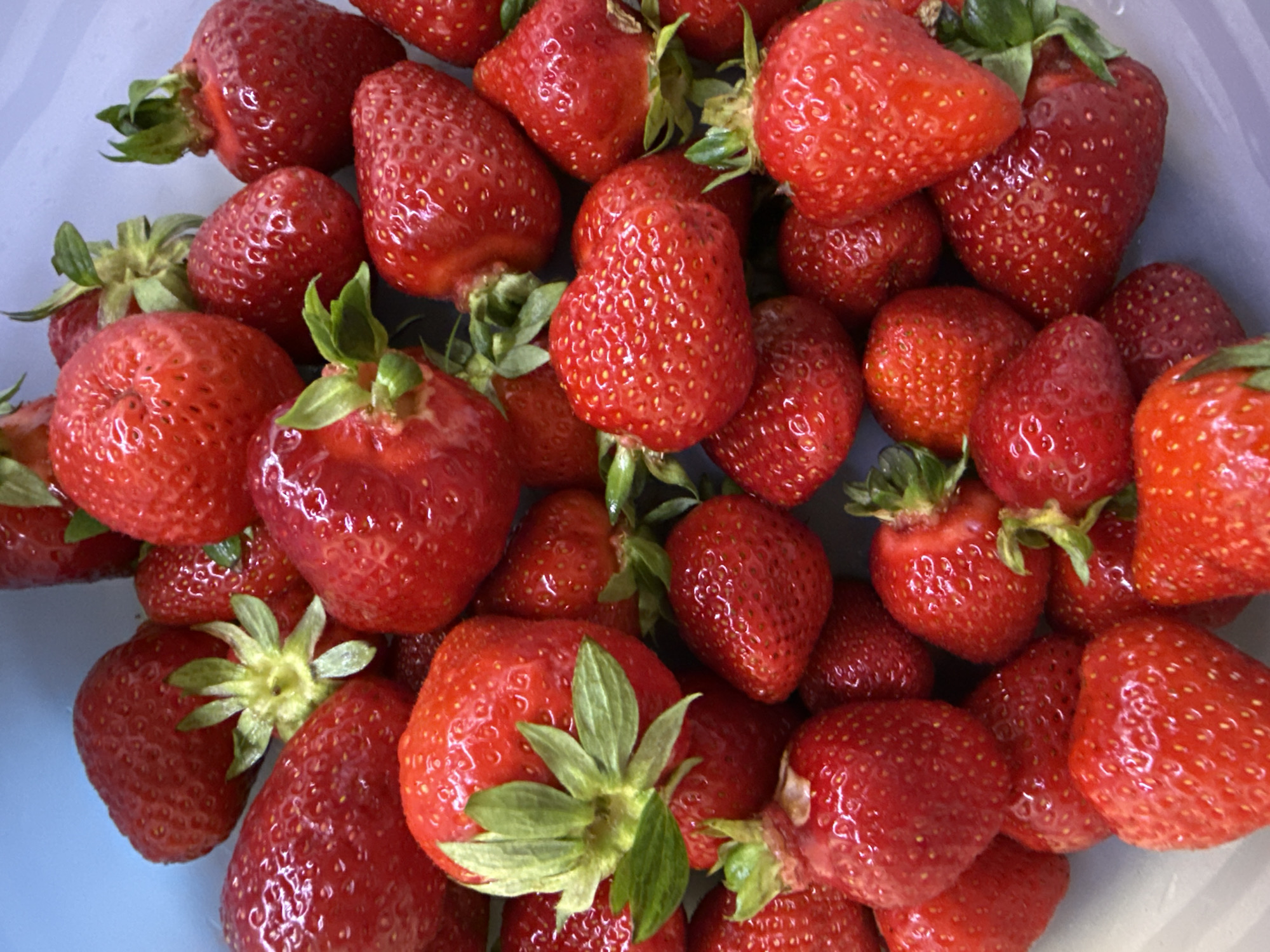 Strawberries and dogs spotted in Zornitsa, Bulgaria afternoon