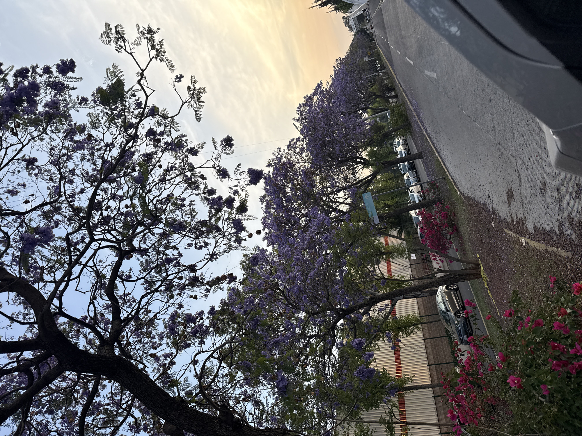 Jacaranda trees bloom purple along Puebla street