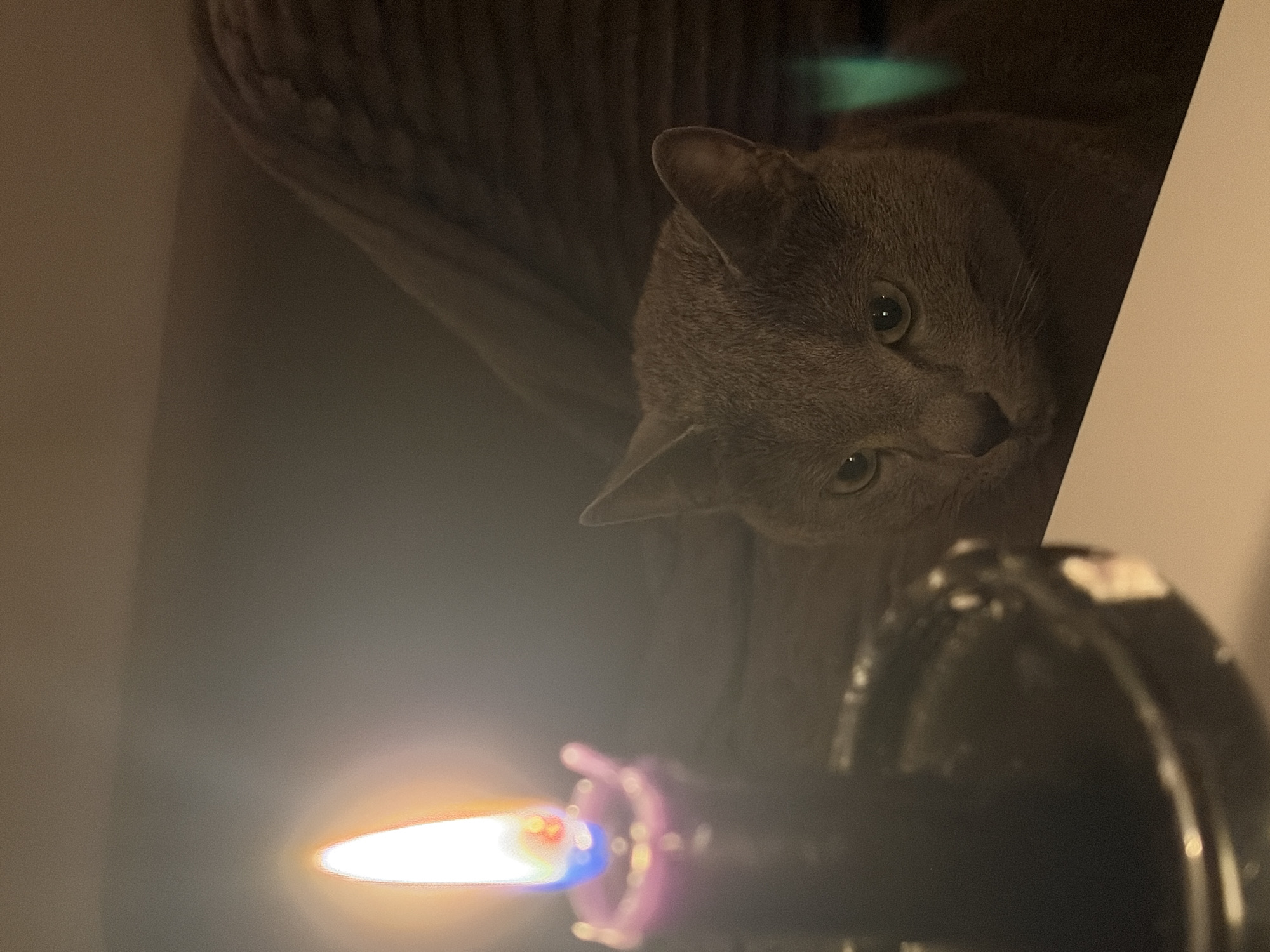 Grey cat observed in candlelit room with piano music