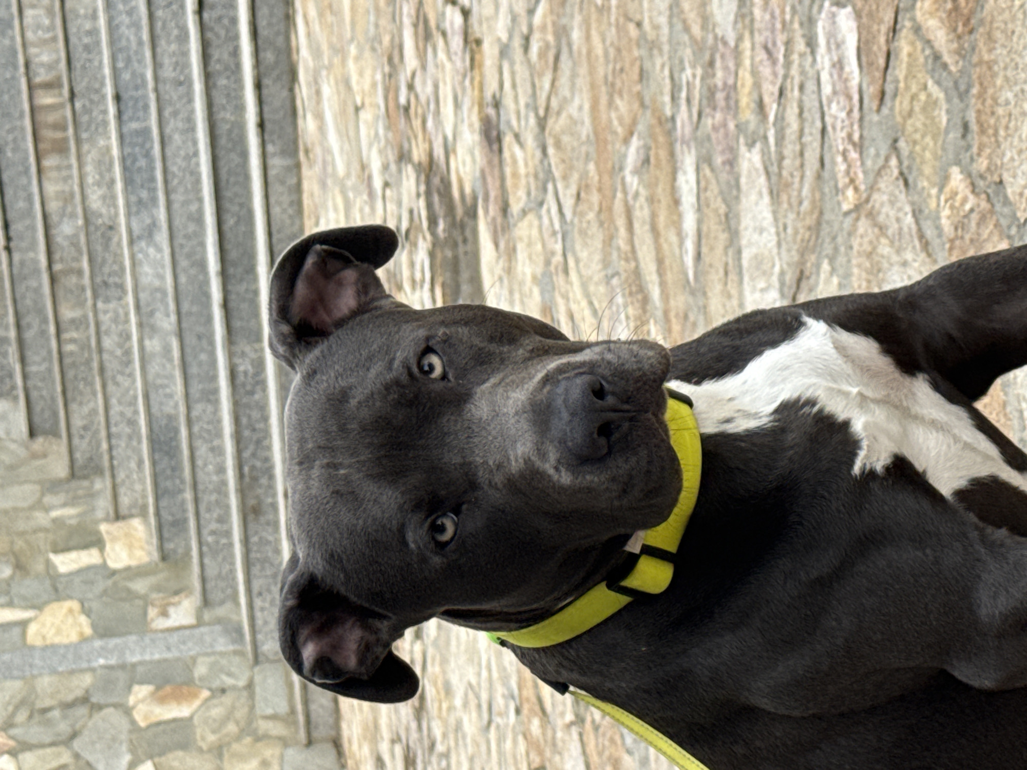 Pit bull with yellow collar sitting on stone pathway in Aksakovo