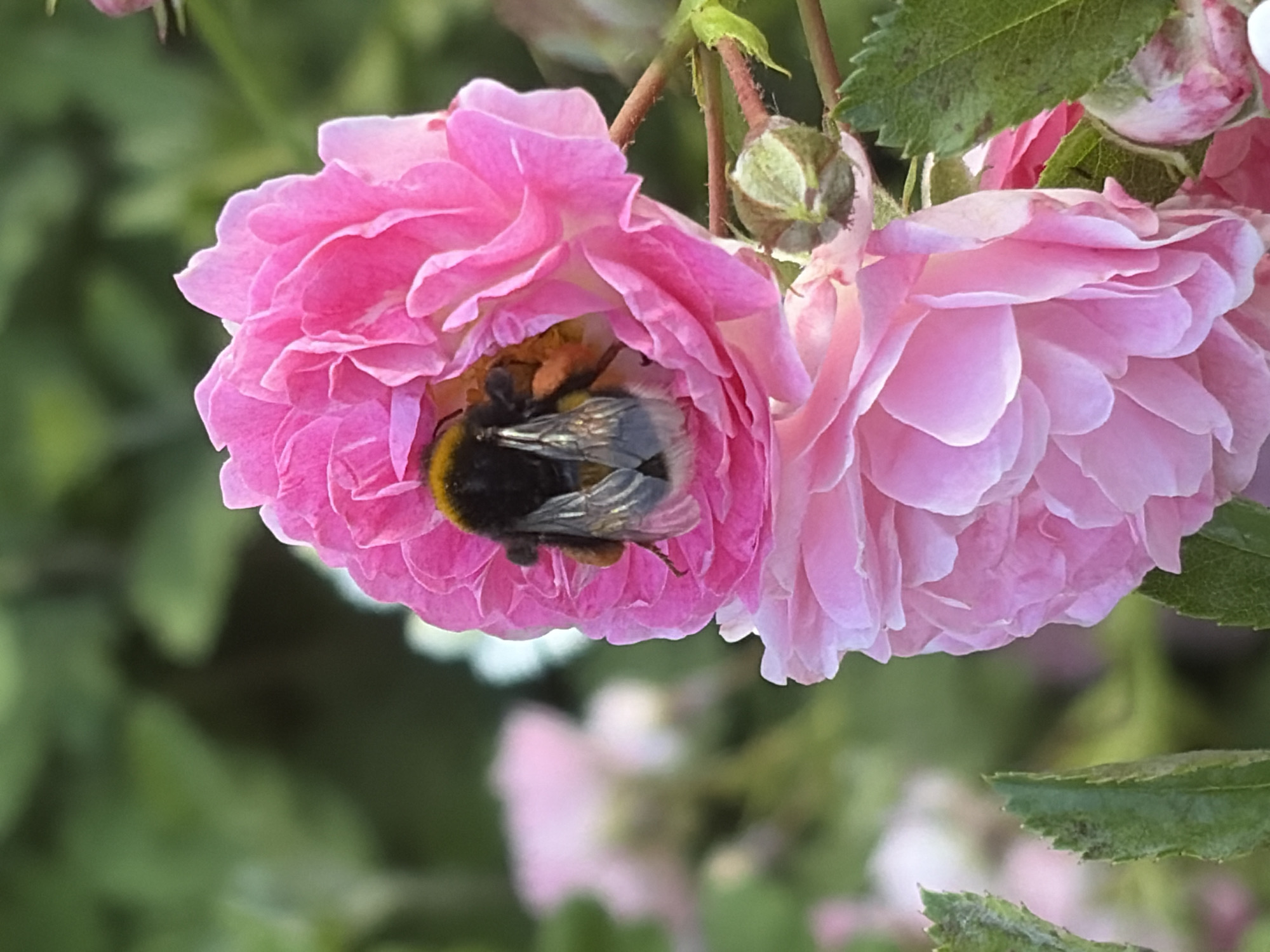 Summer blooms and a bumblebee in a Kaliningrad garden