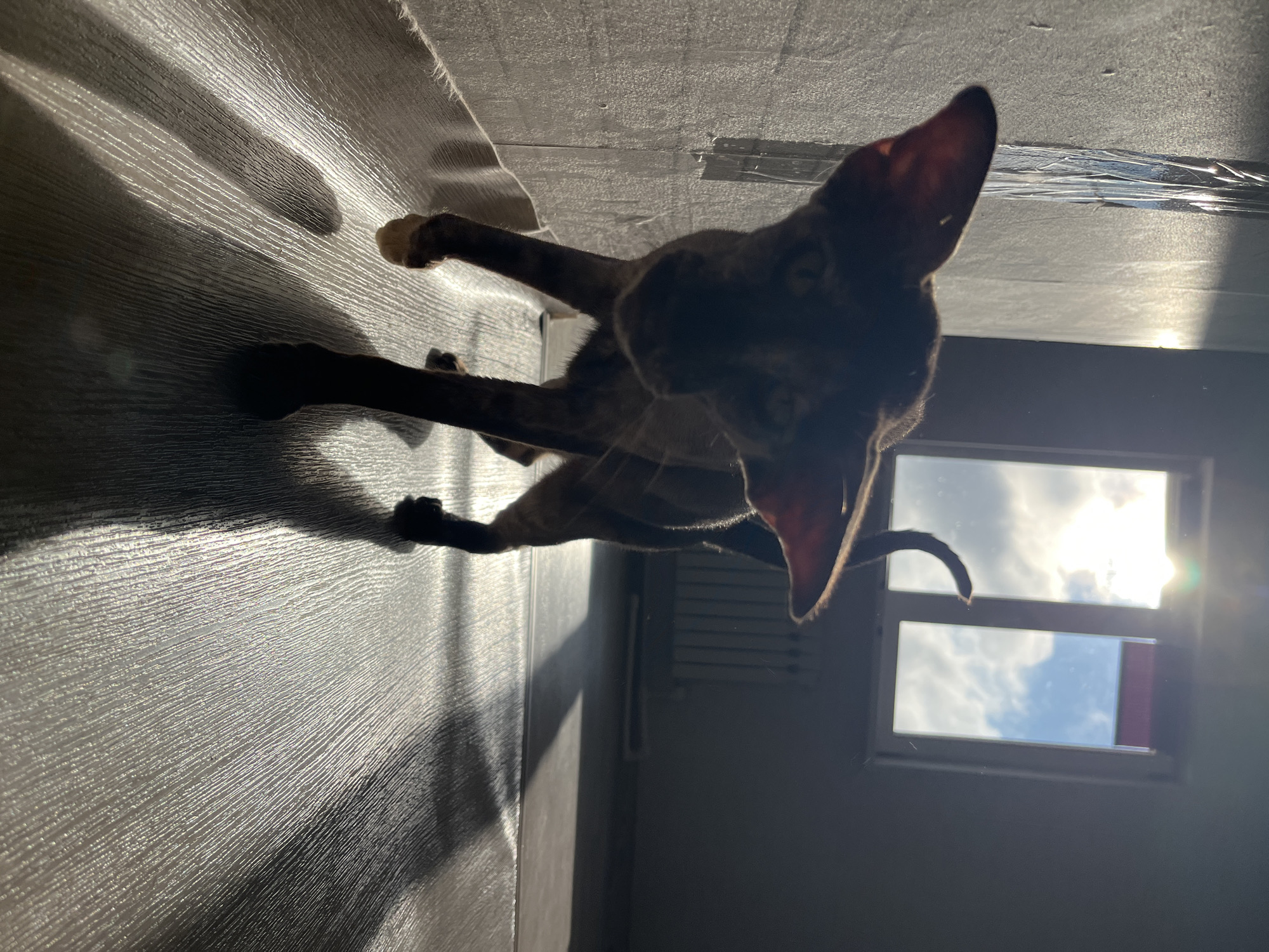 Oriental Shorthair cat roams a sunlit room in Chaikovsky