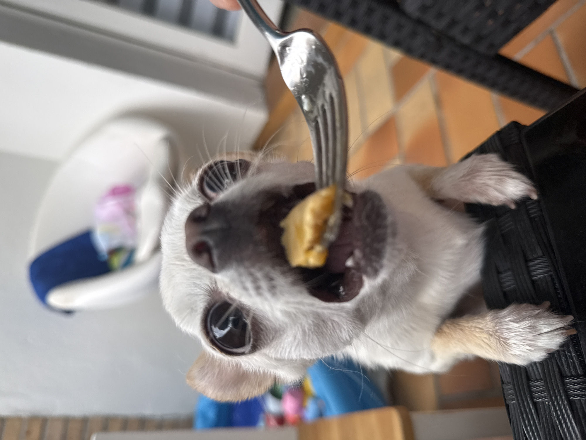 Chihuahua on a Berlin patio, very interested in breakfast