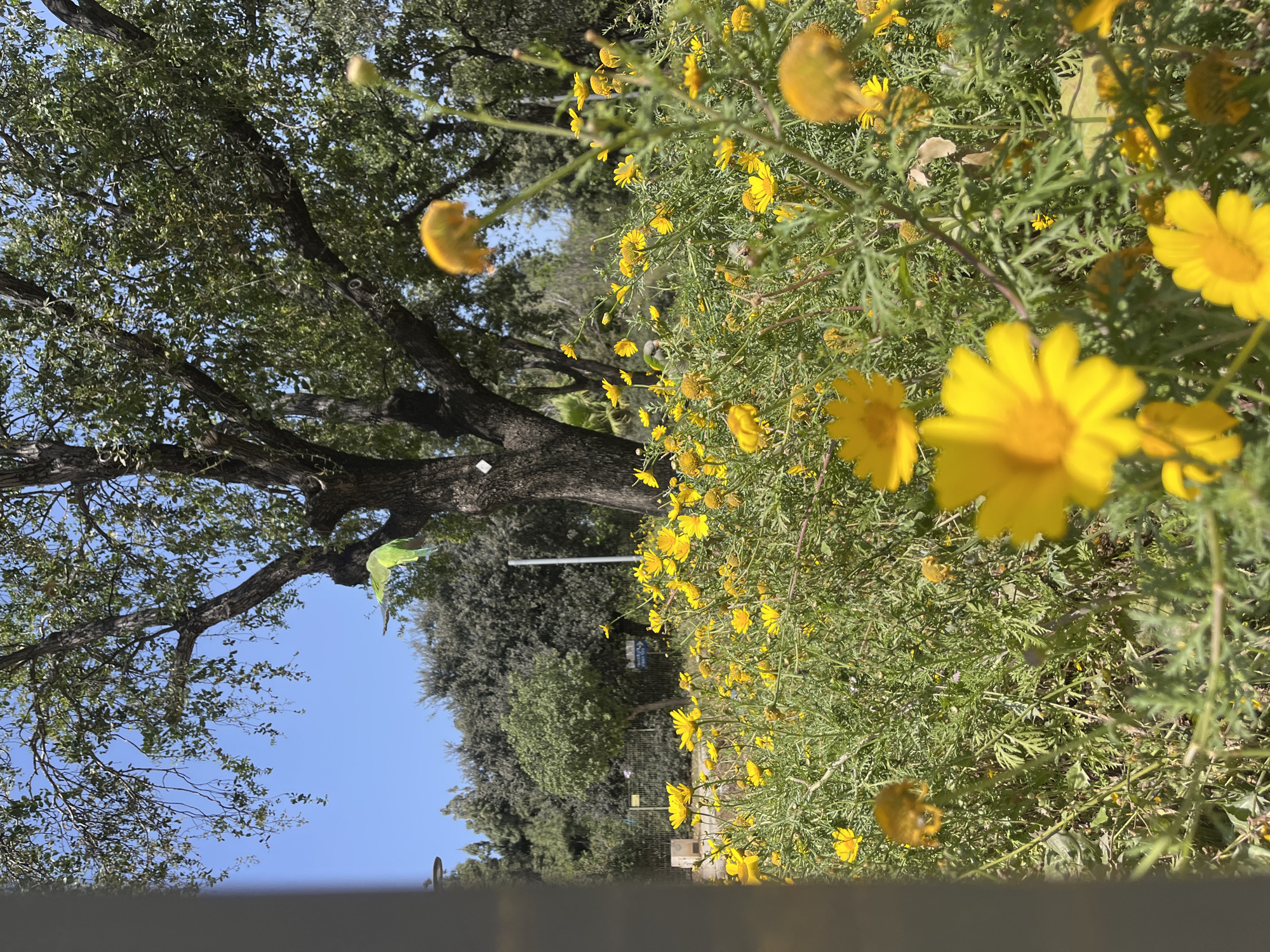Tel-Aviv park scenes captured showing varied vegetation, graffiti