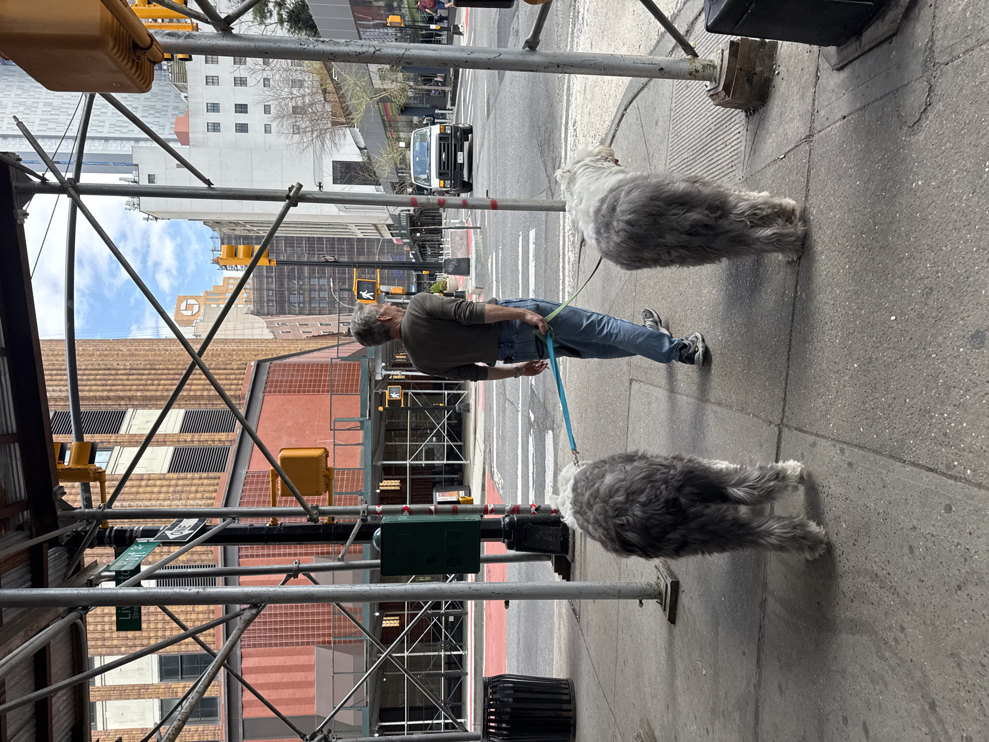 Man walks Old English Sheepdogs on NYC sidewalk