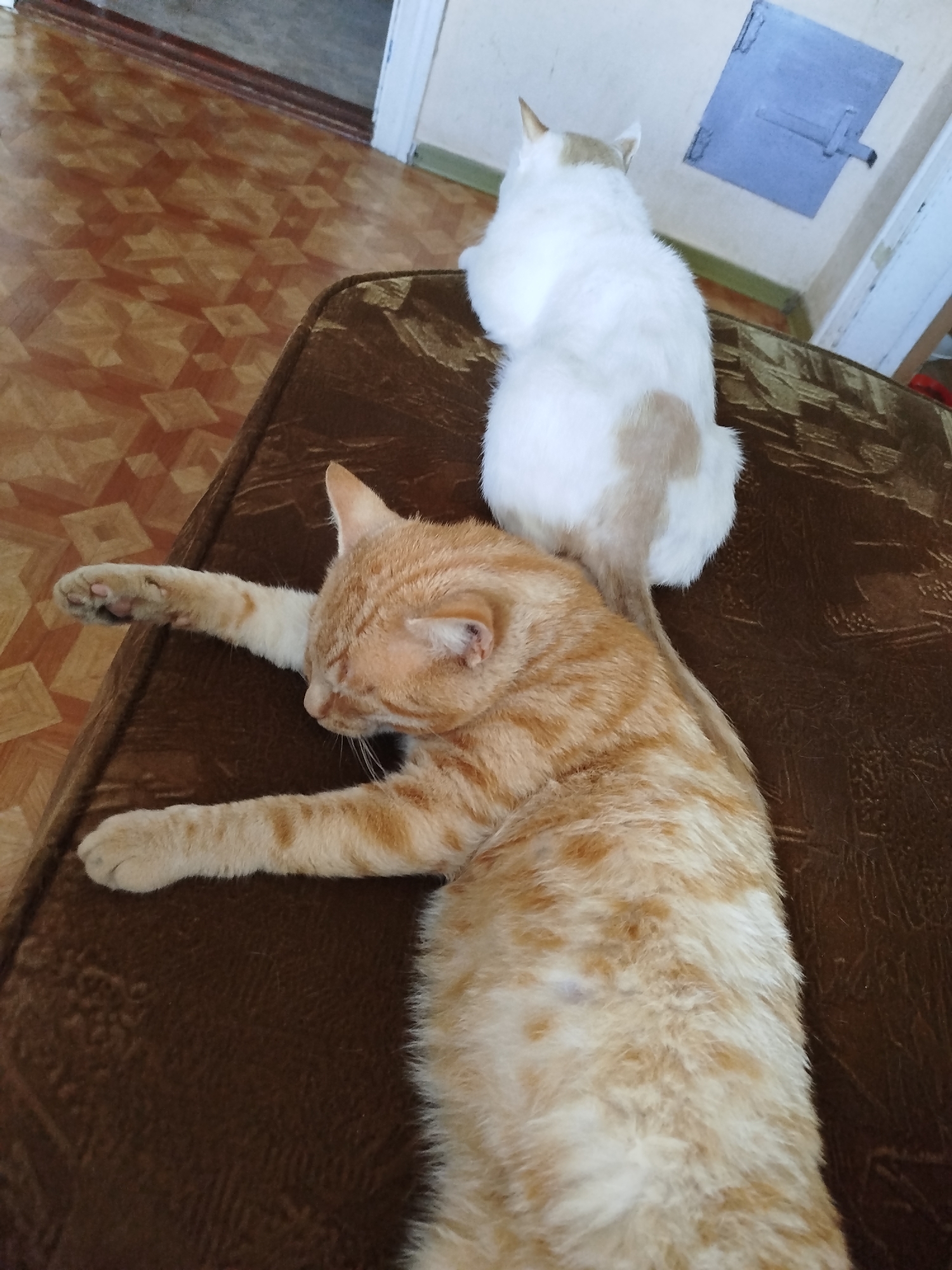 A relaxed domestic morning in Tuapse, Russia