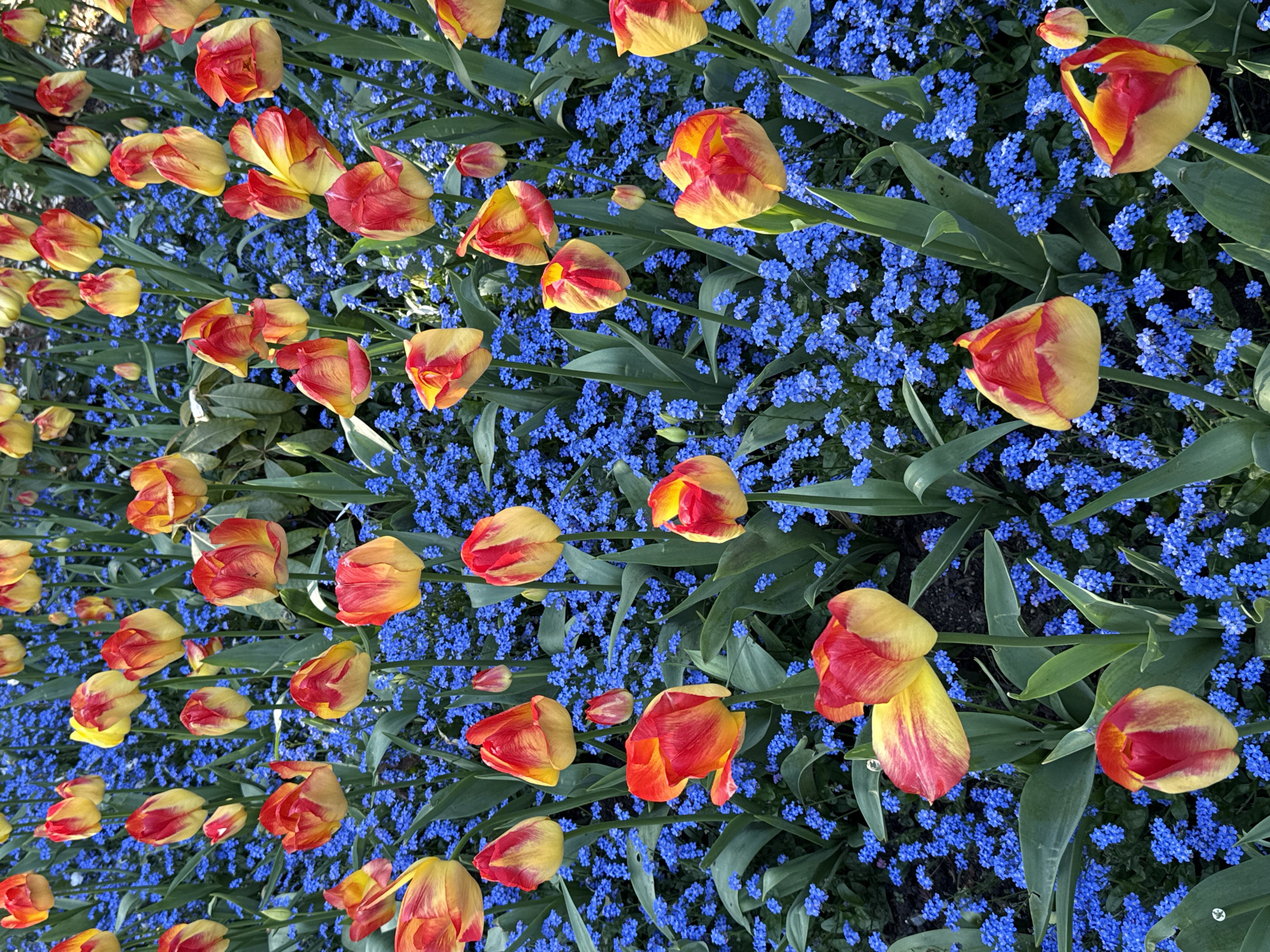 Spring flower display blooms in Vancouver garden