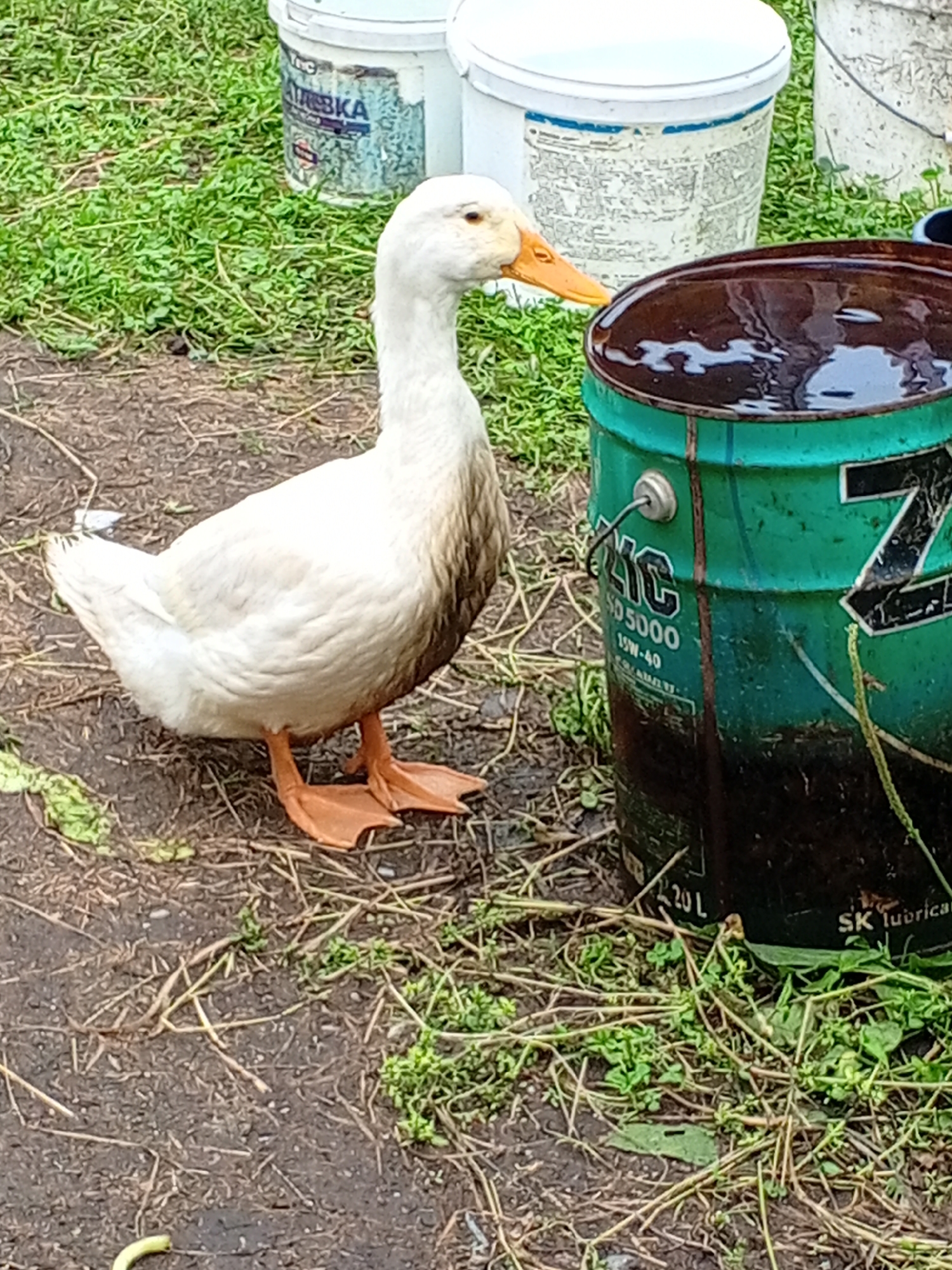 Ducks, cats, and garden life at a quiet rural property
