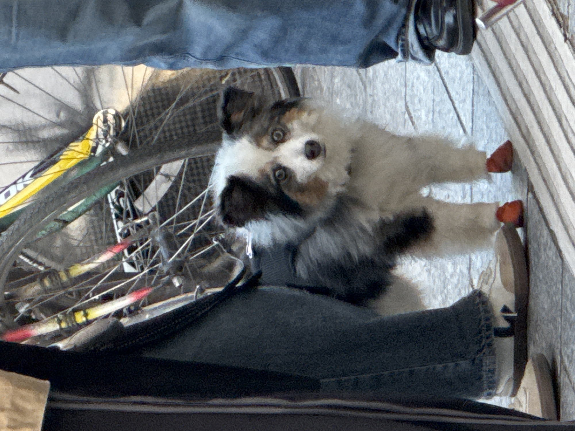 Blue-eyed Australian Shepherd spotted on Paris sidewalk near bicycle