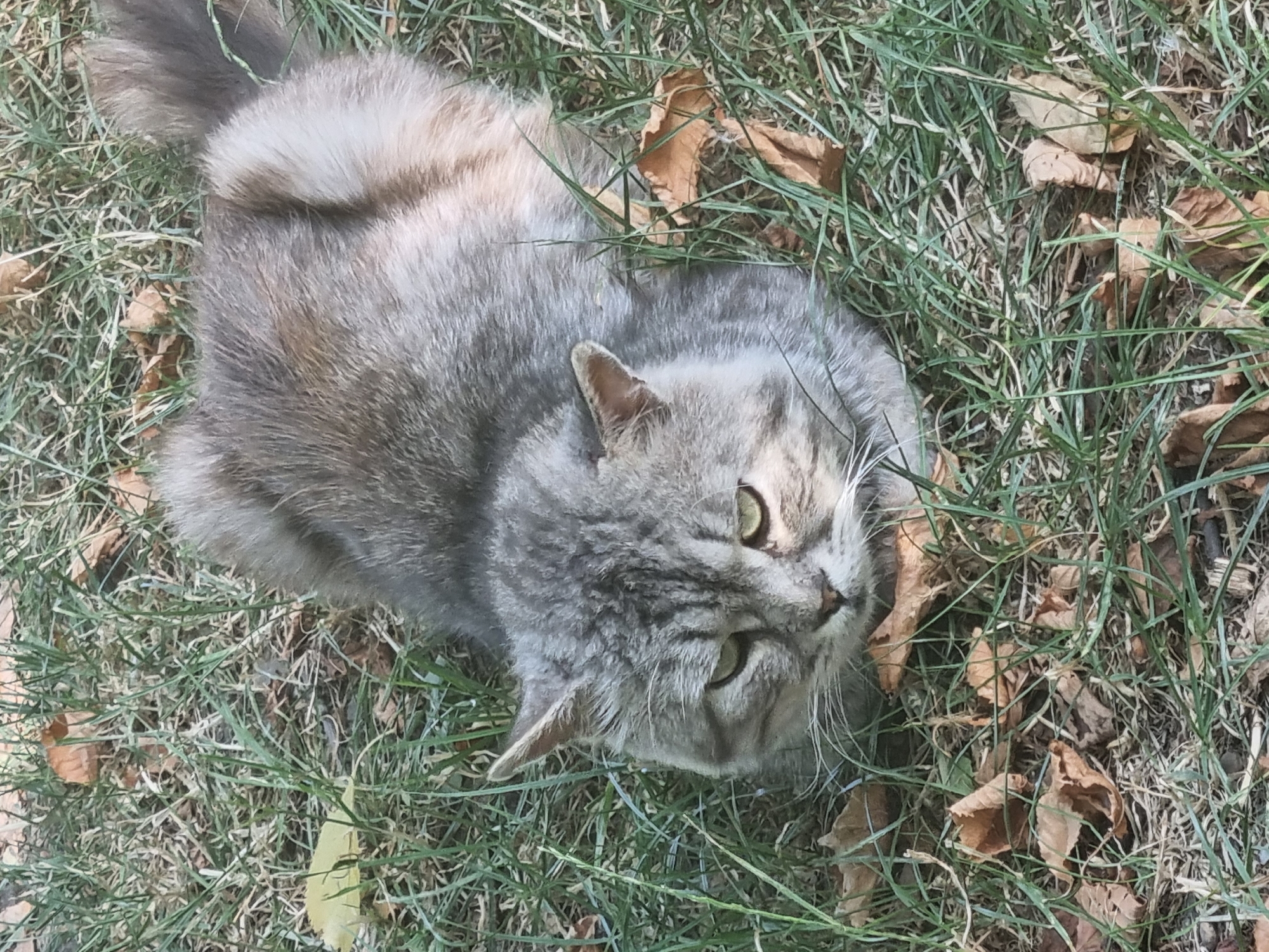 Grey tabby cat relaxes on a dry lawn near hydrangeas