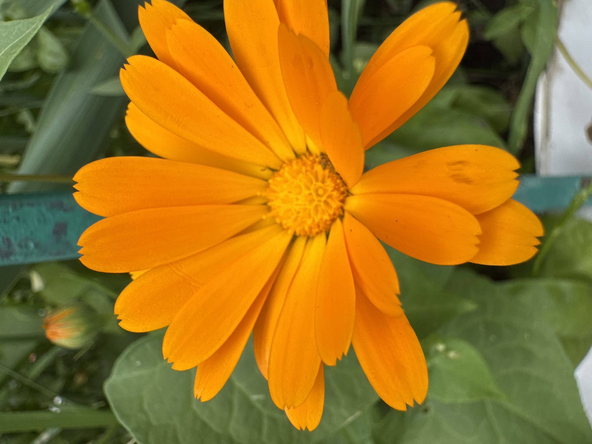 Morning flower blooms and street scenes documented in Karachayevsk
