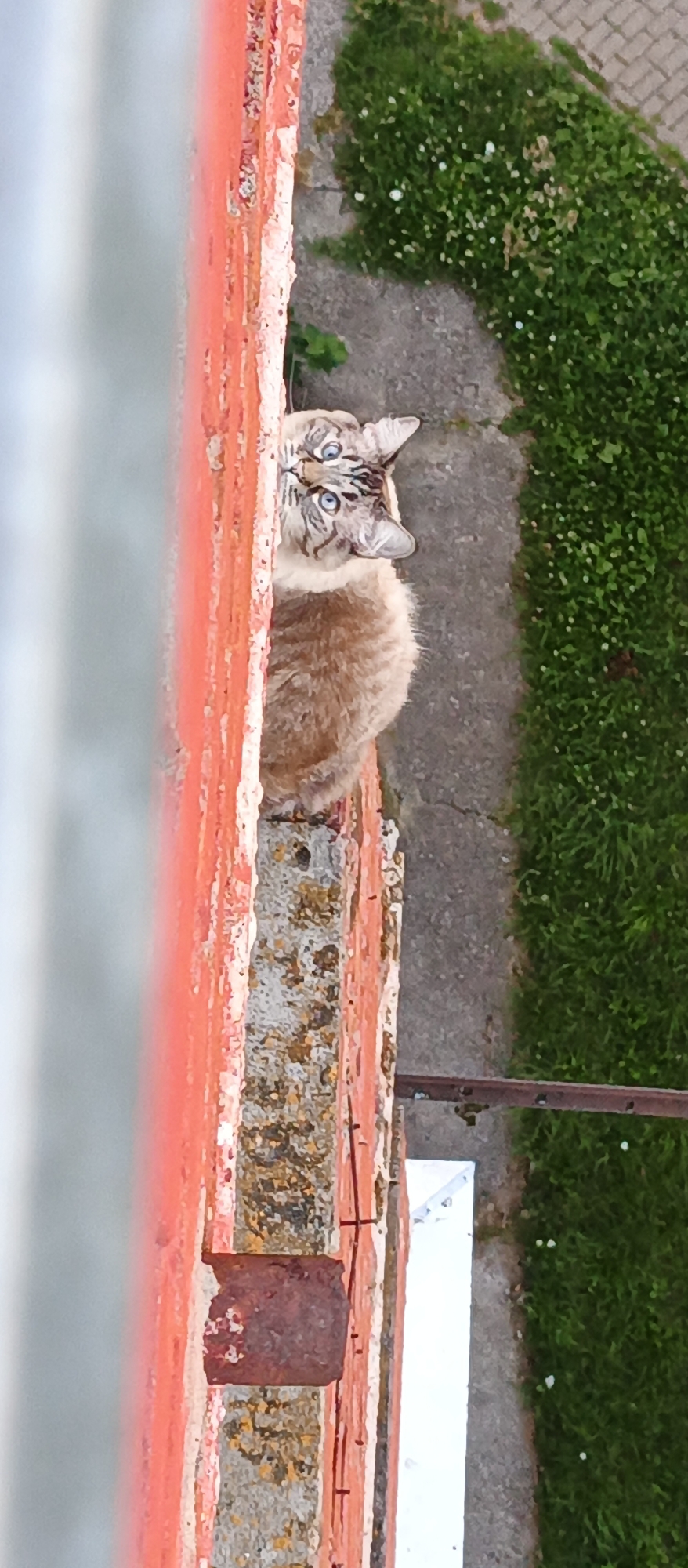 Blue-eyed Siamese cat explores a coral brick wall