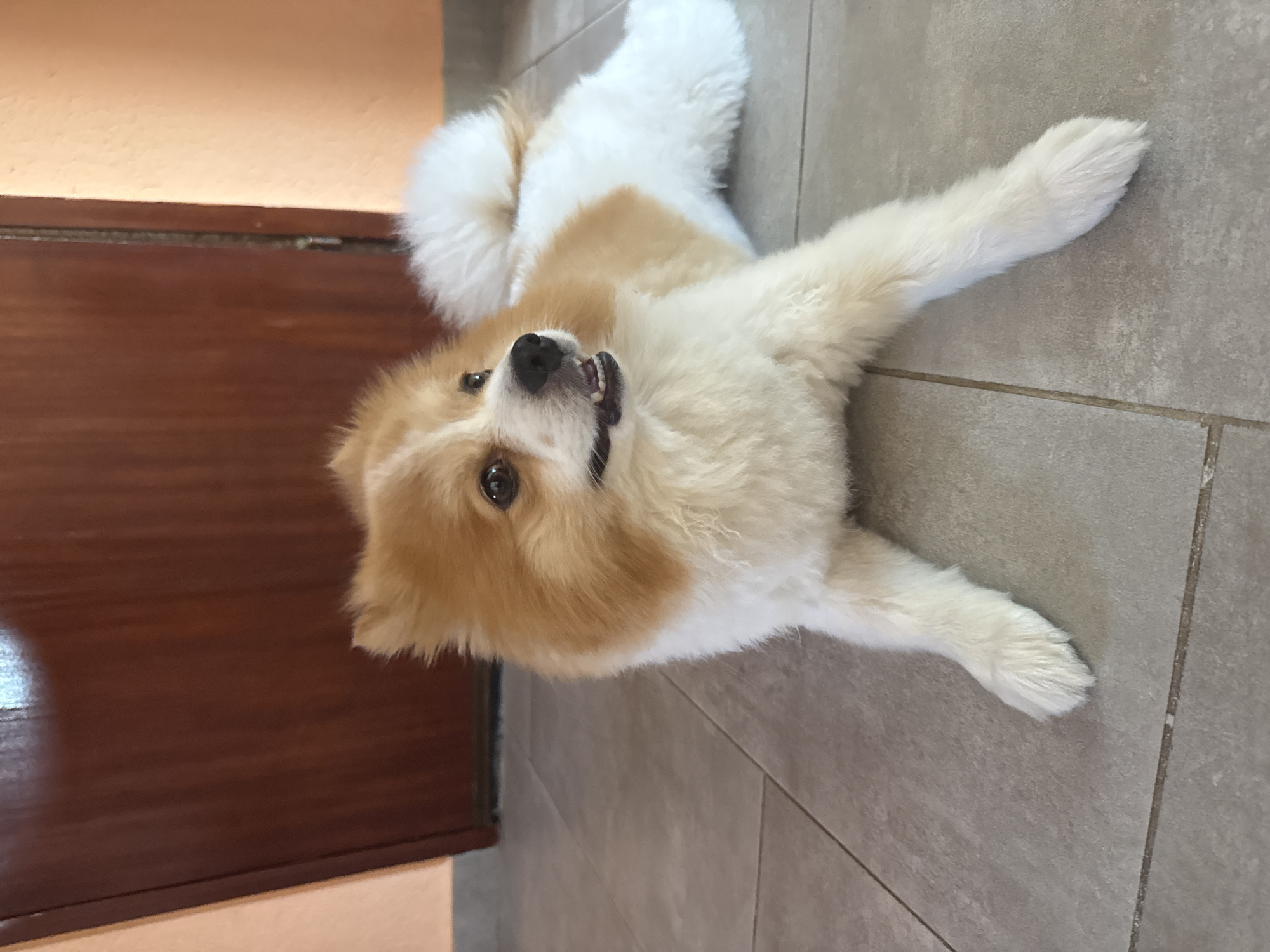 Pomeranian lounging on tiled floor in Rogosh, Bulgaria