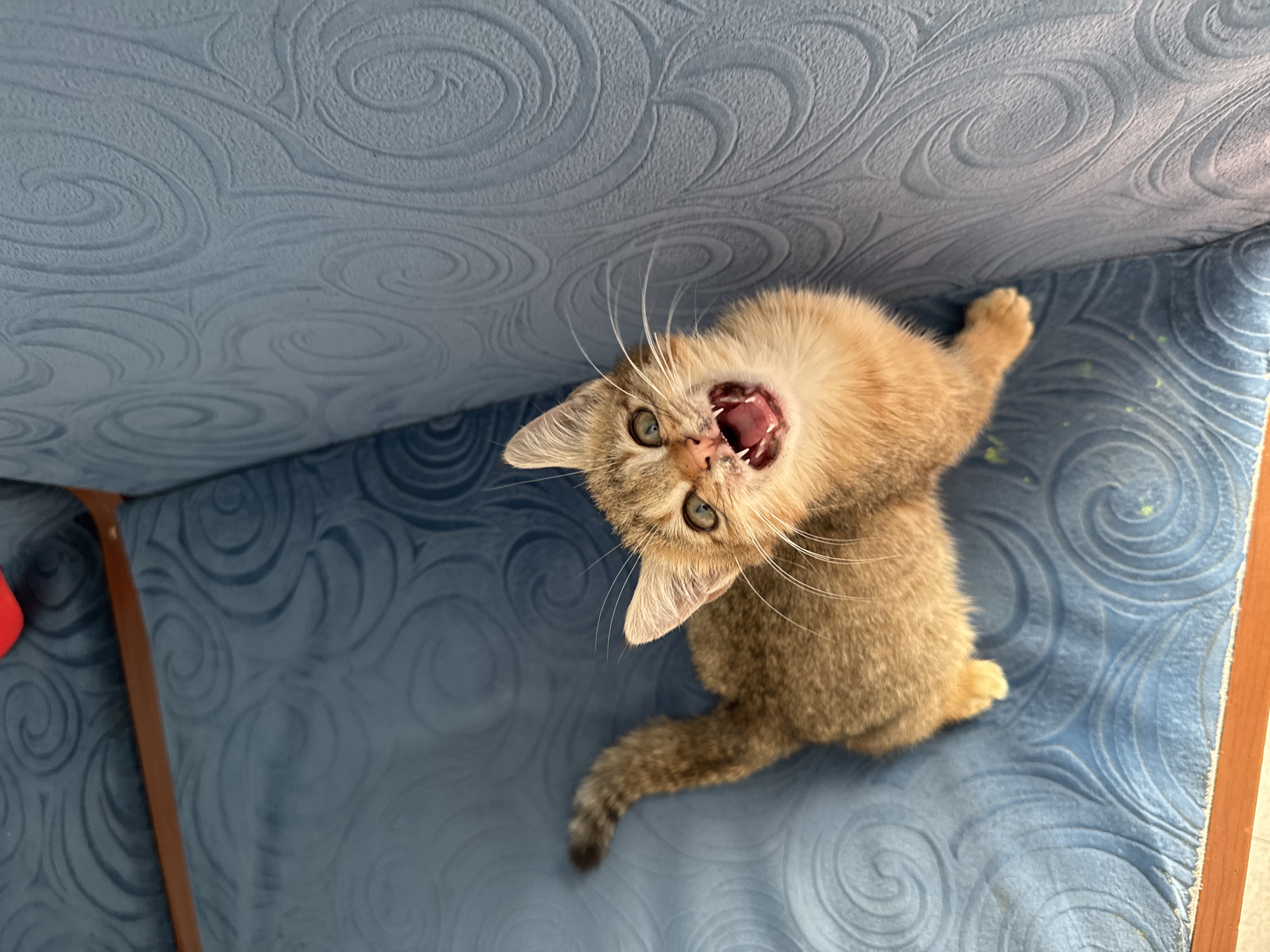 Tabby kitten vocalizing and playing on a rope swing in Yerevan