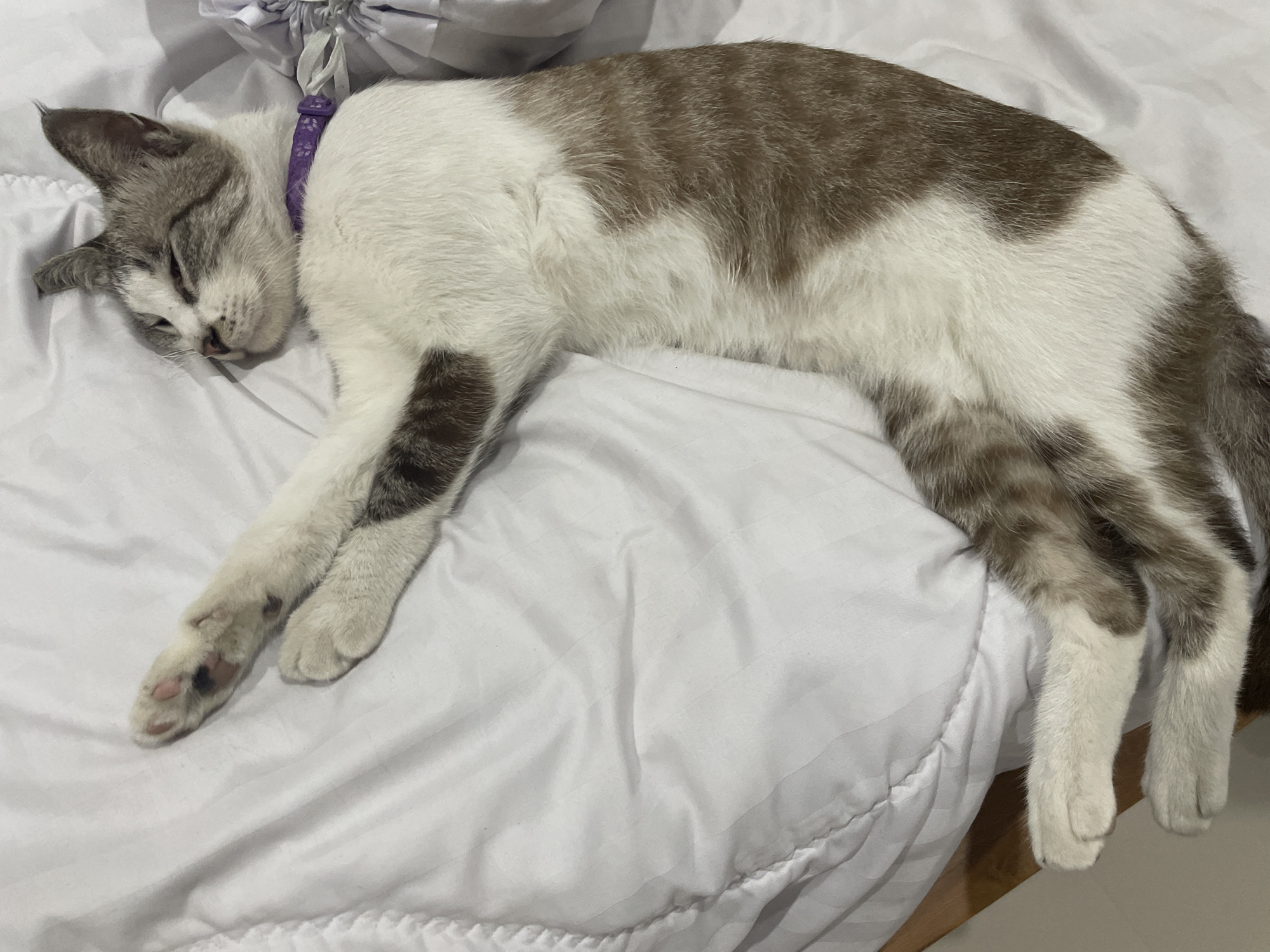 Two cats, side by side, deep asleep on a white comforter.