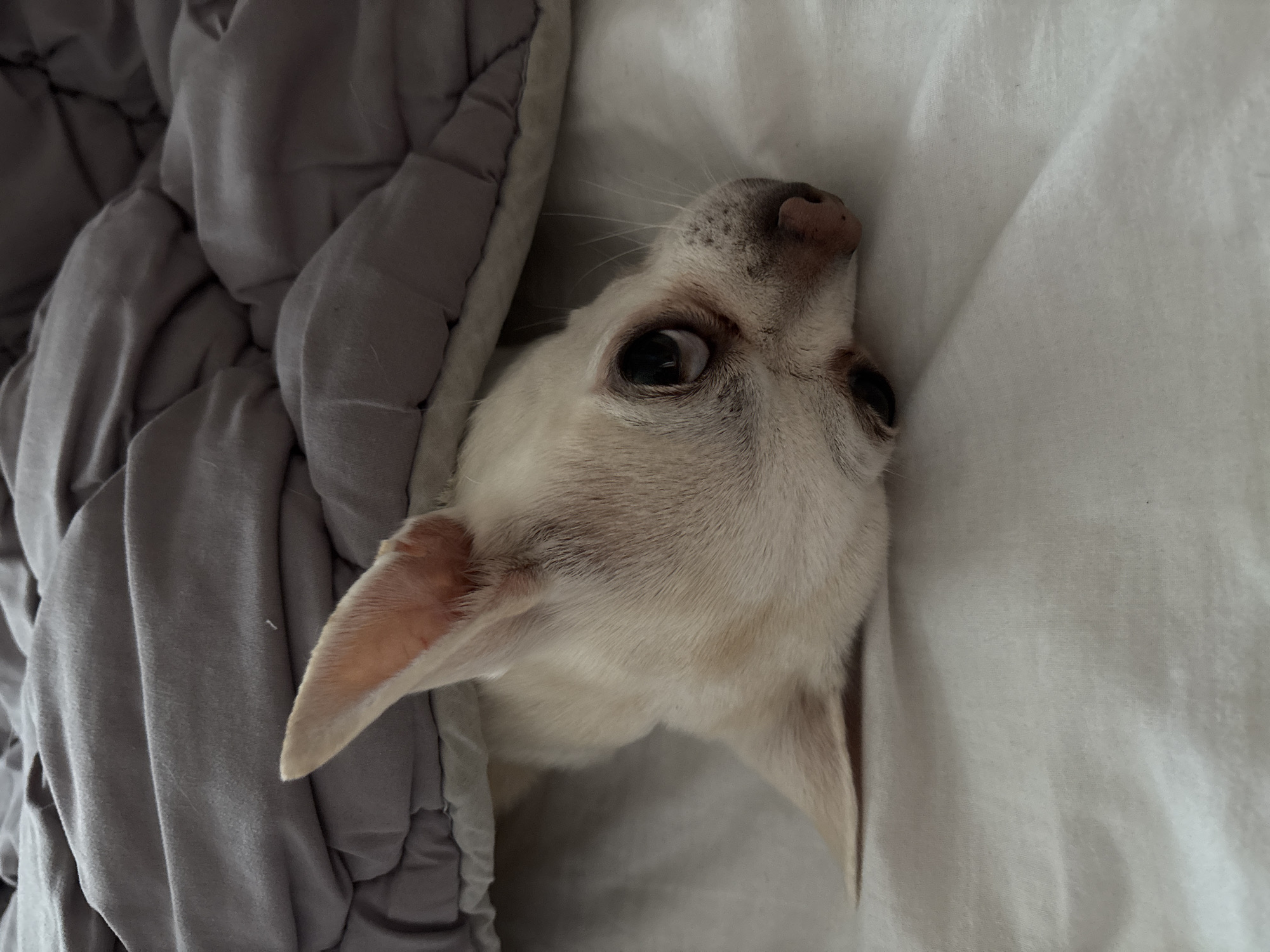 Chihuahua and rabbit coexist in a cozy Shepetivka home