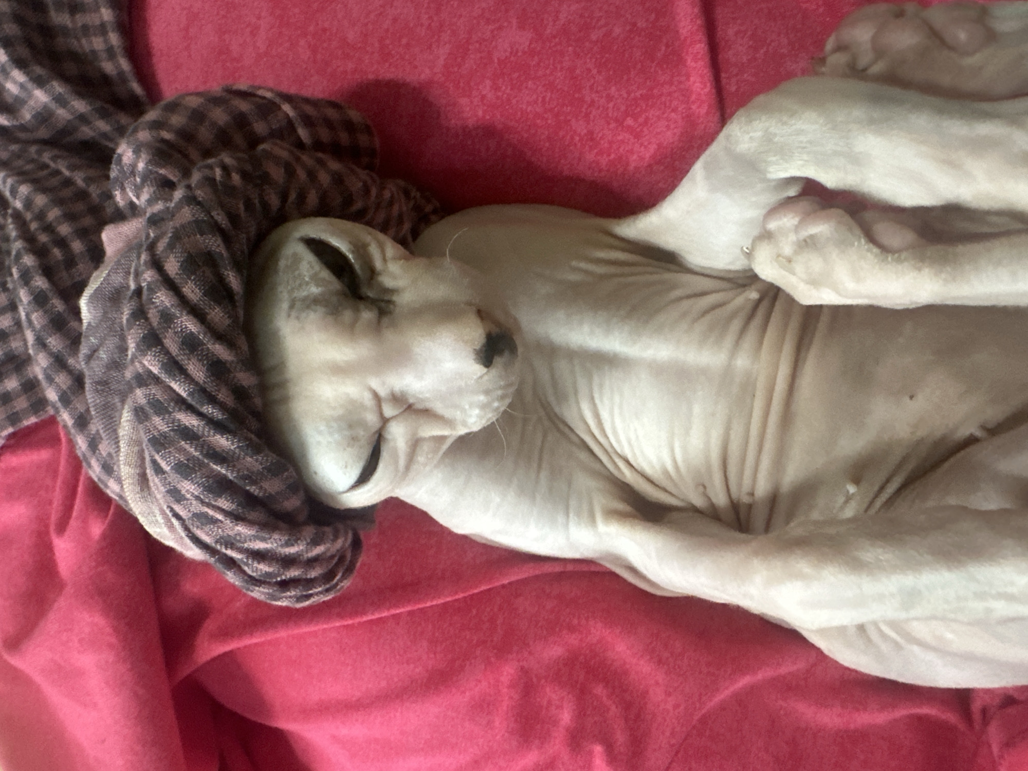 Sphynx cat fully committed to a pink aesthetic in Togliatti