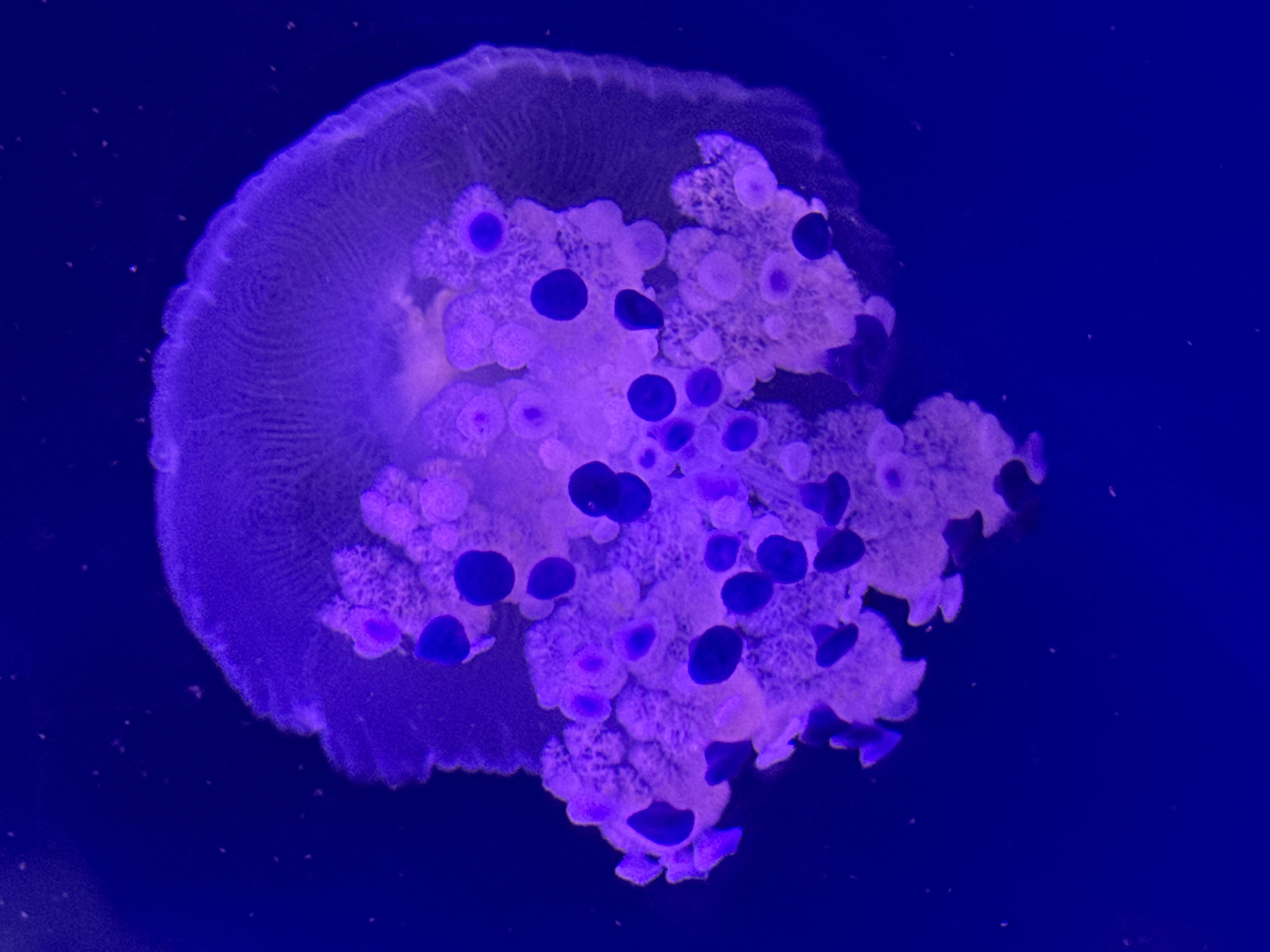 Purple jellyfish display captured at Valencia aquarium