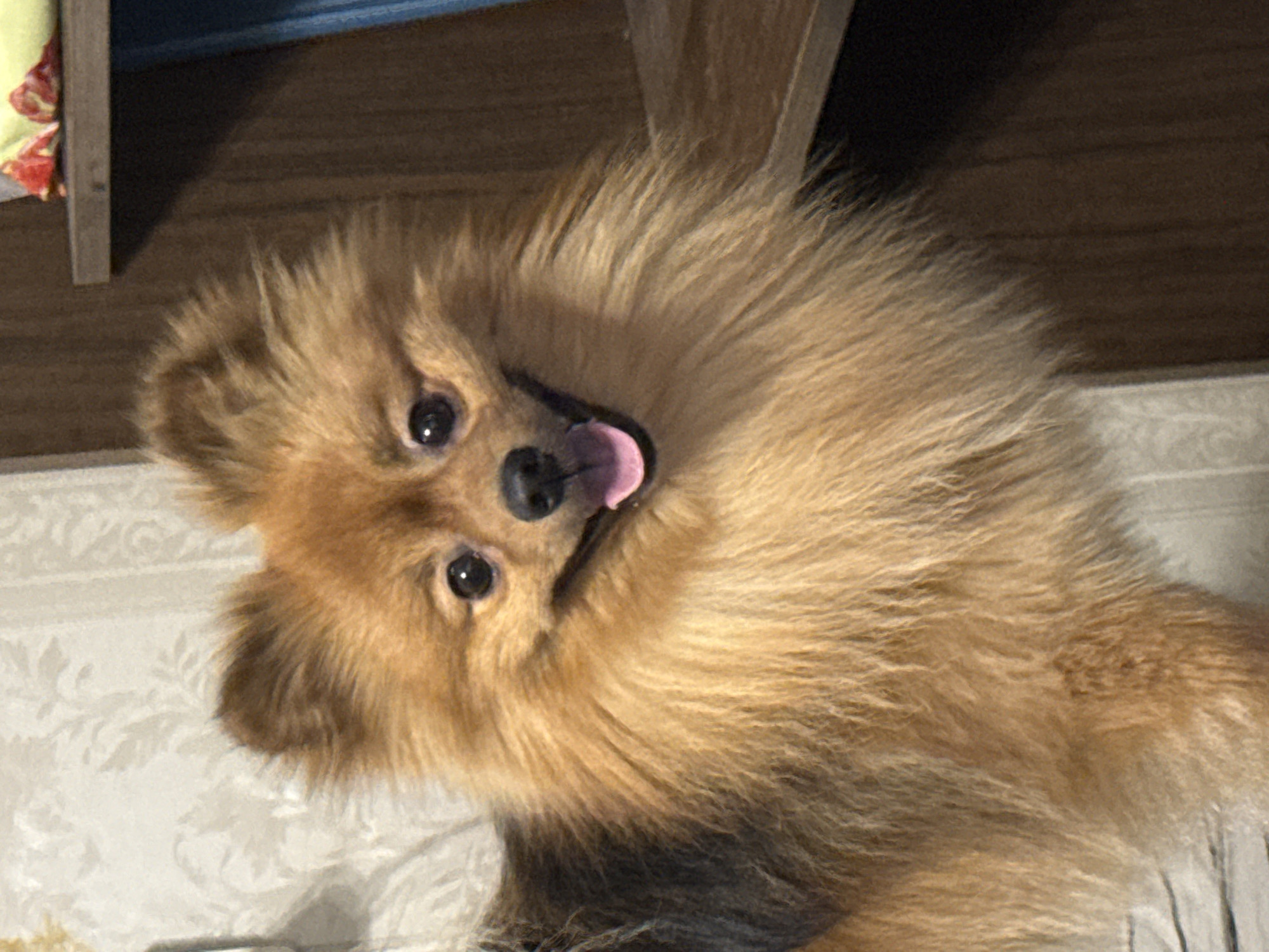 Afternoon at home with a Pomeranian in Khimki