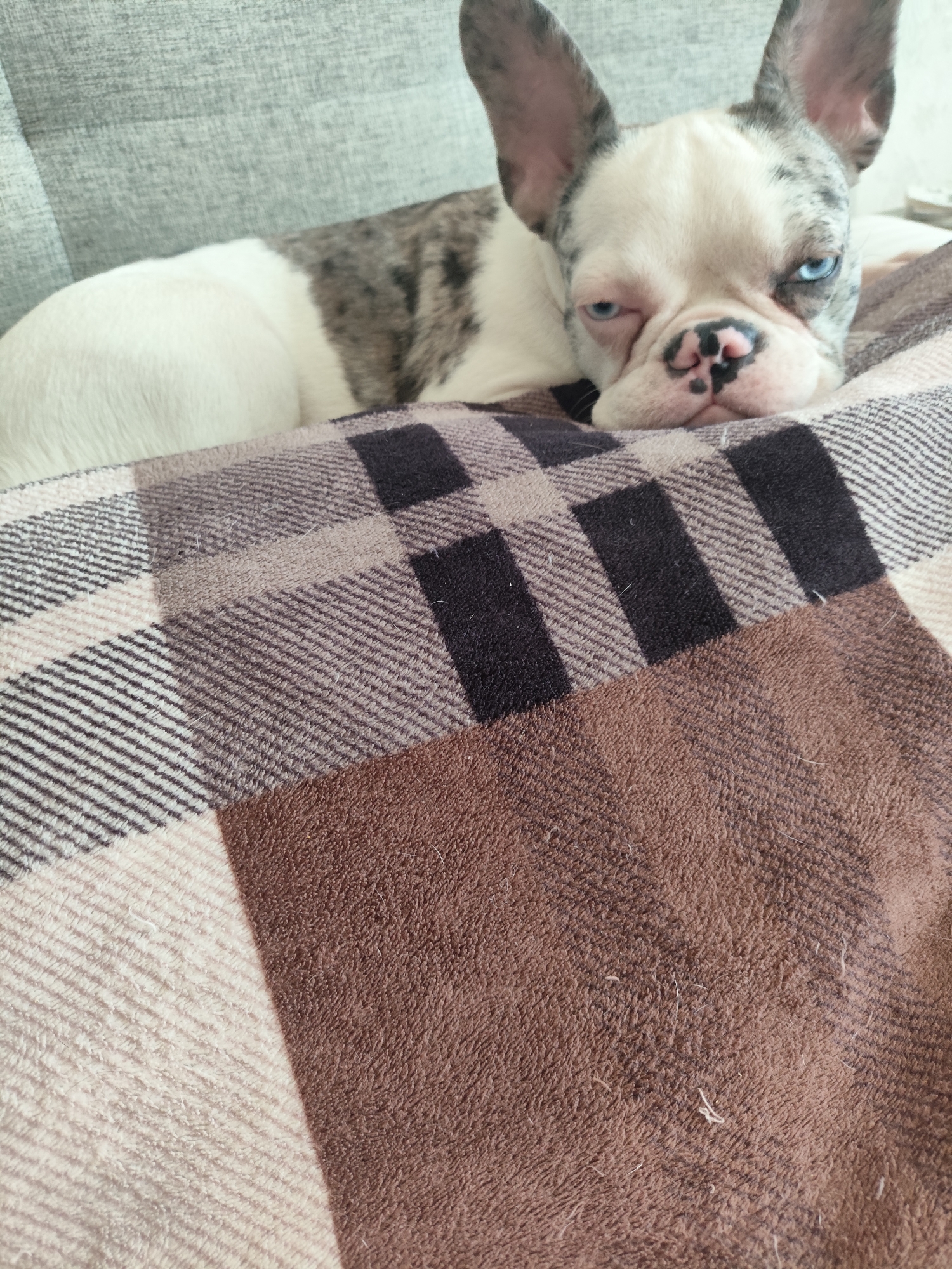 Blue-eyed merle French Bulldog puppy relaxing on a plaid blanket