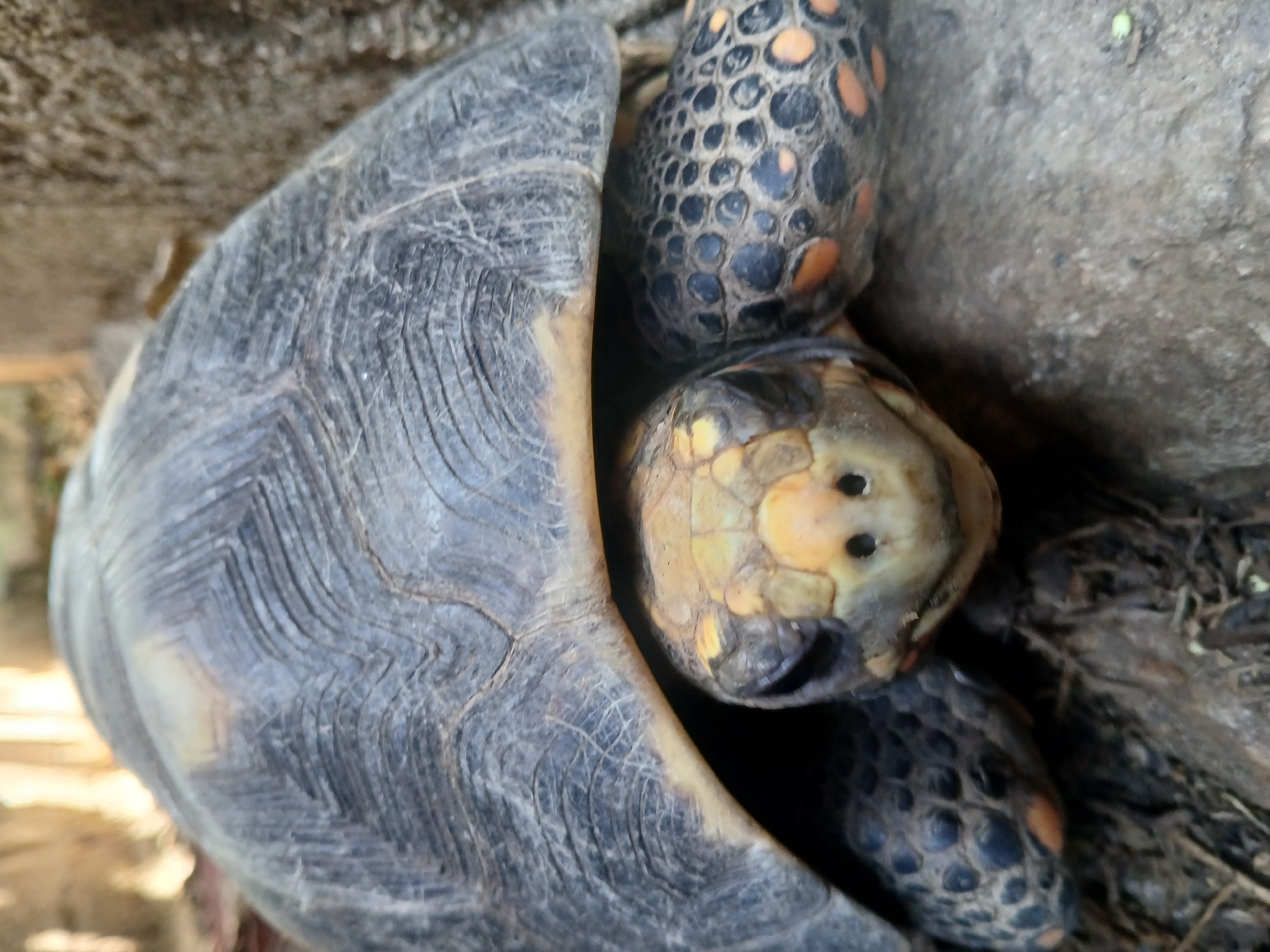 Afternoon in Juan Griego: a tortoise and its surroundings