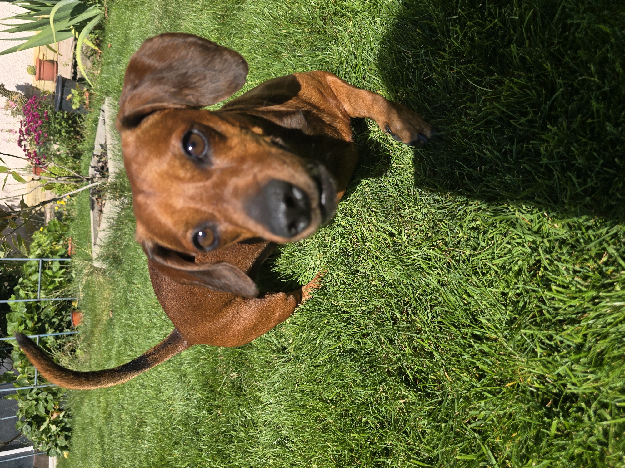 Dachshund roams a sunny backyard on a summer morning
