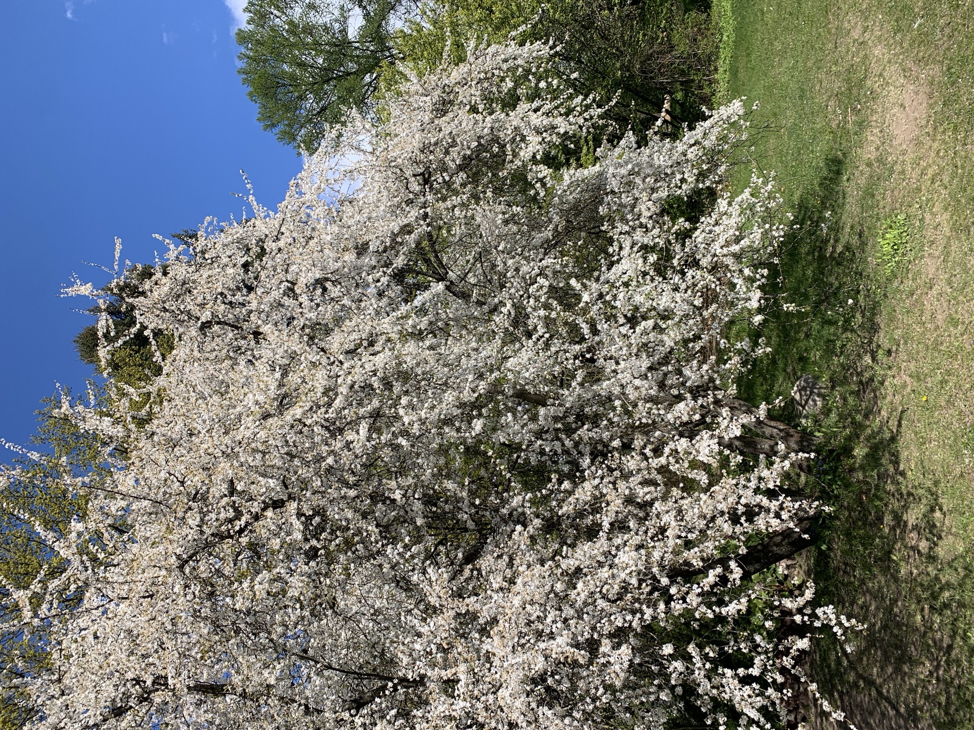 Spring morning stroll through Minsk botanical garden captured