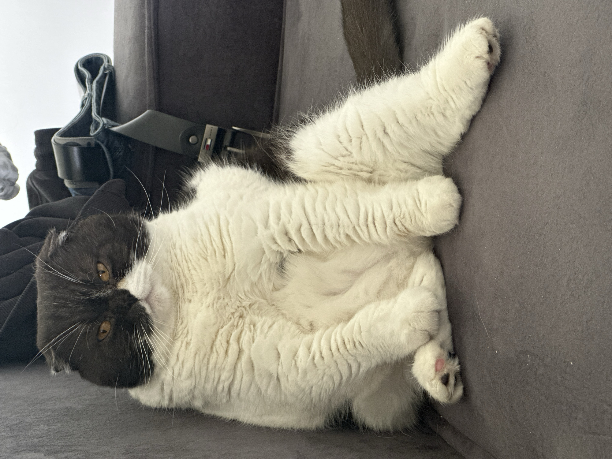 Cat lounges on sofa in multiple positions in Kharnavy