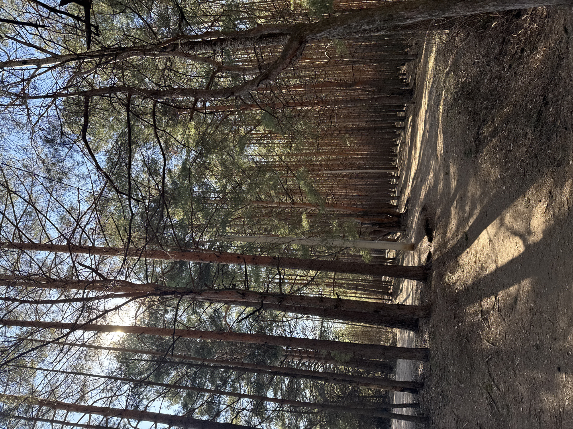 Forest scenes documented by witnesses in Chaikovsky, Russia