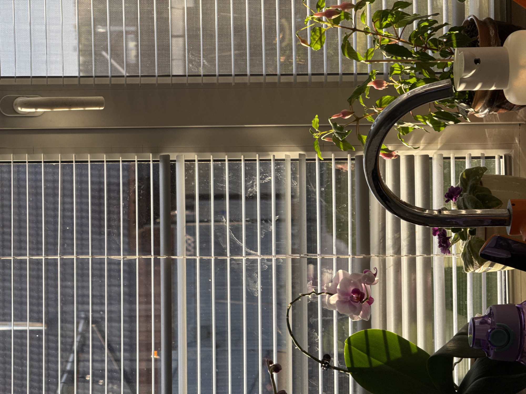 Golden hour sunlight illuminates indoor plants in Sarapul, Russia