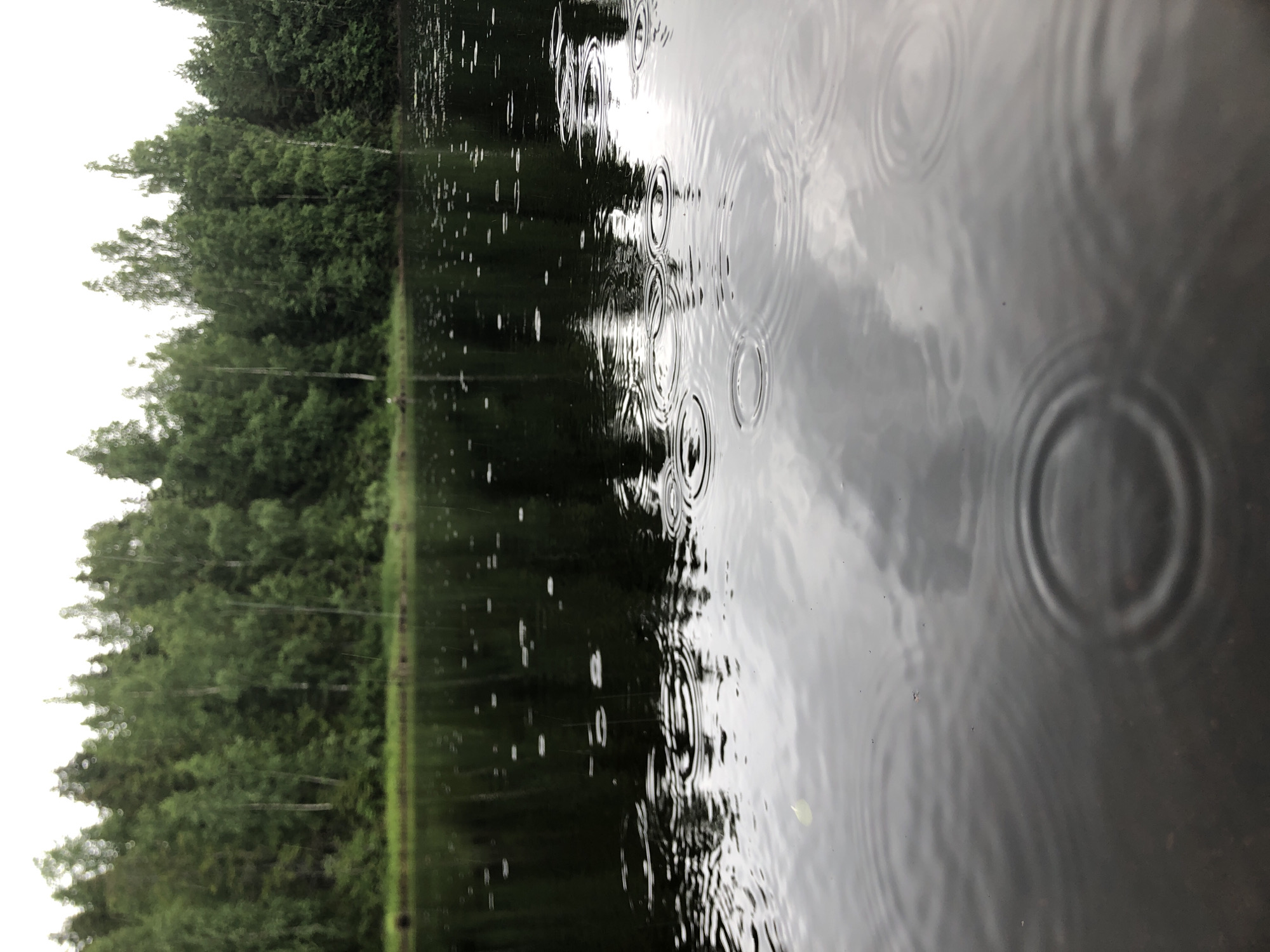 Rainy afternoon on a forested river in northwest Russia