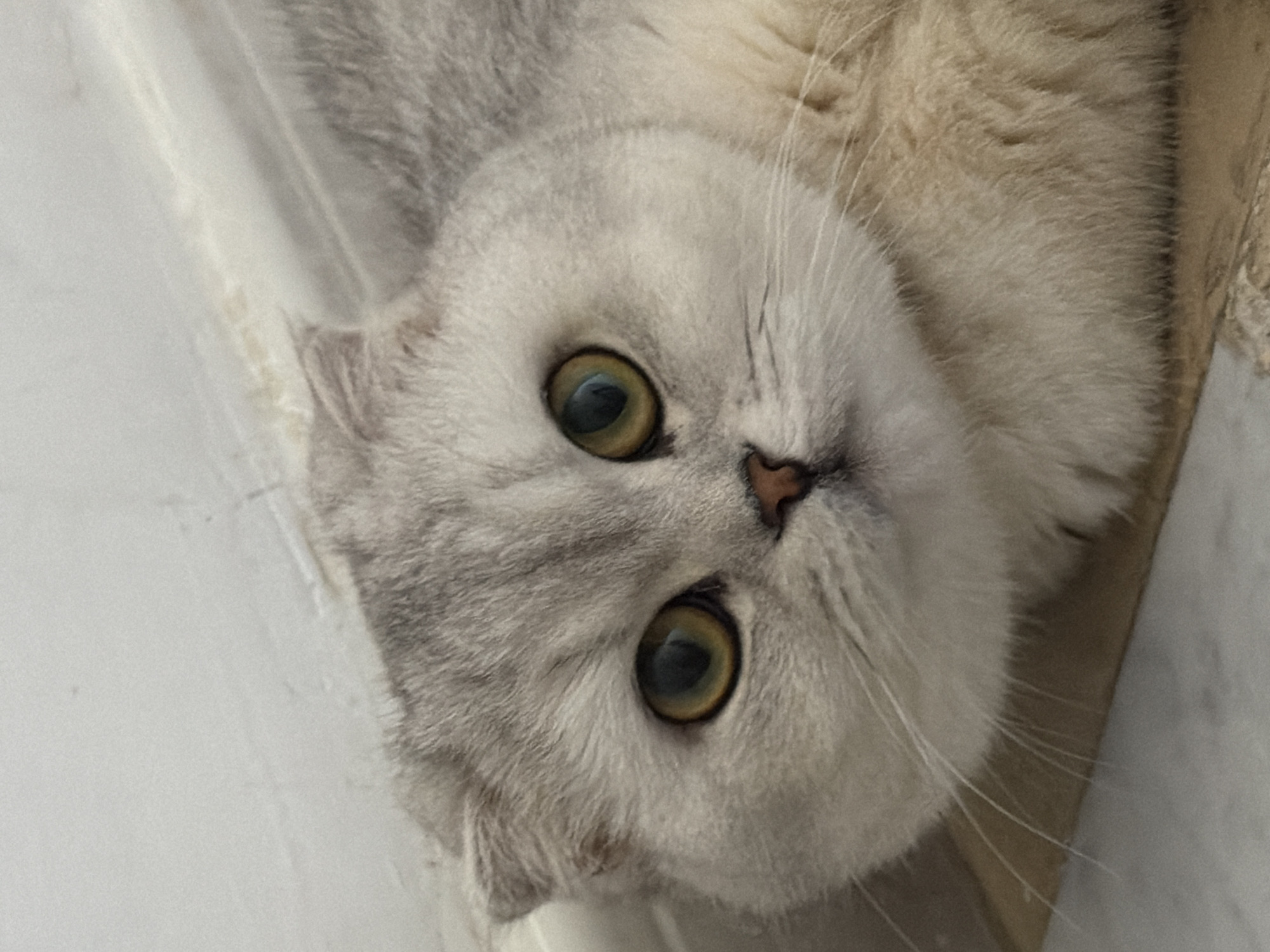 Scottish Fold cat at home in Rome, two moments