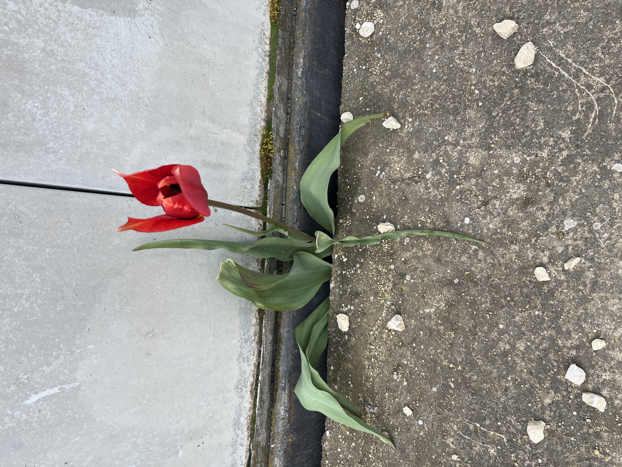 Red tulip blooms through concrete crack in Bulgarian town