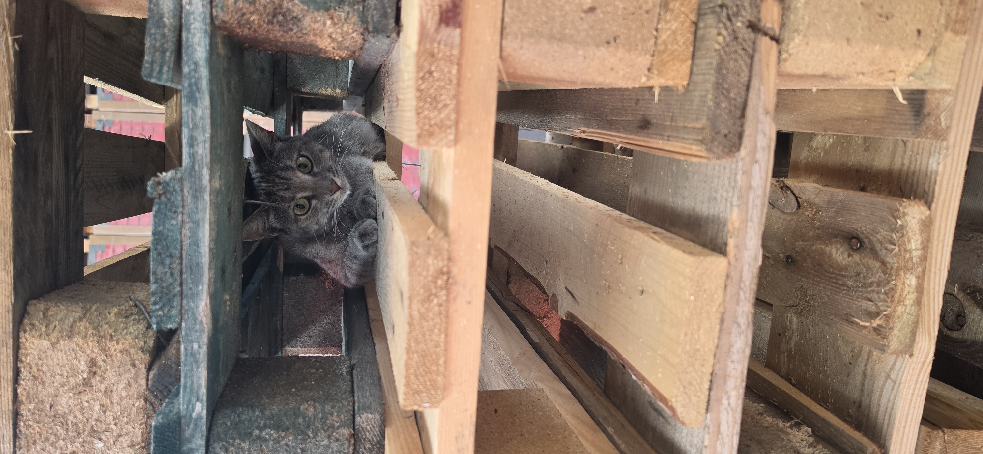 Tabby cat chilling between wooden pallets, green eyes forward.