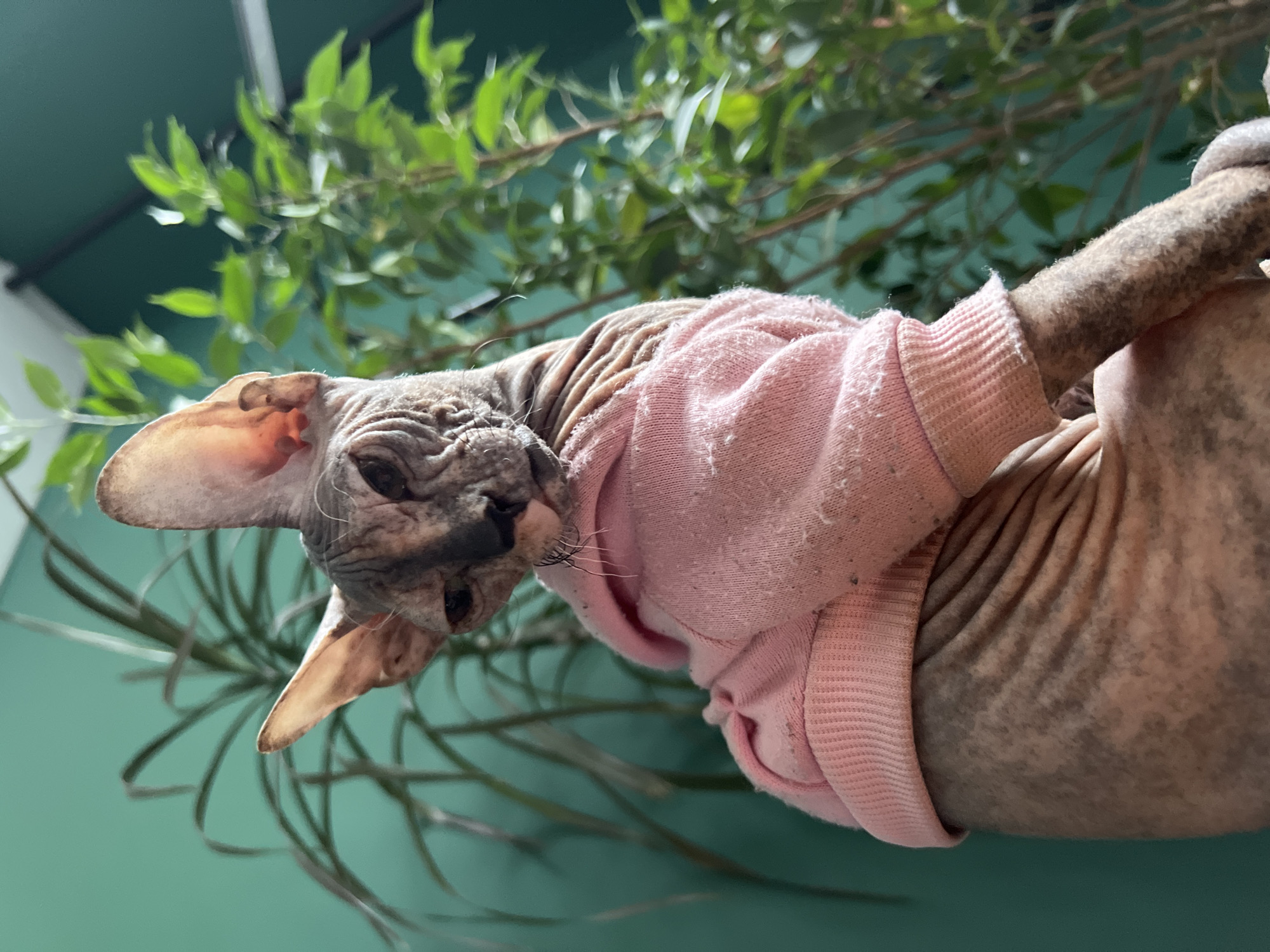 Sphynx cat in pink sweater photographed in Kazan