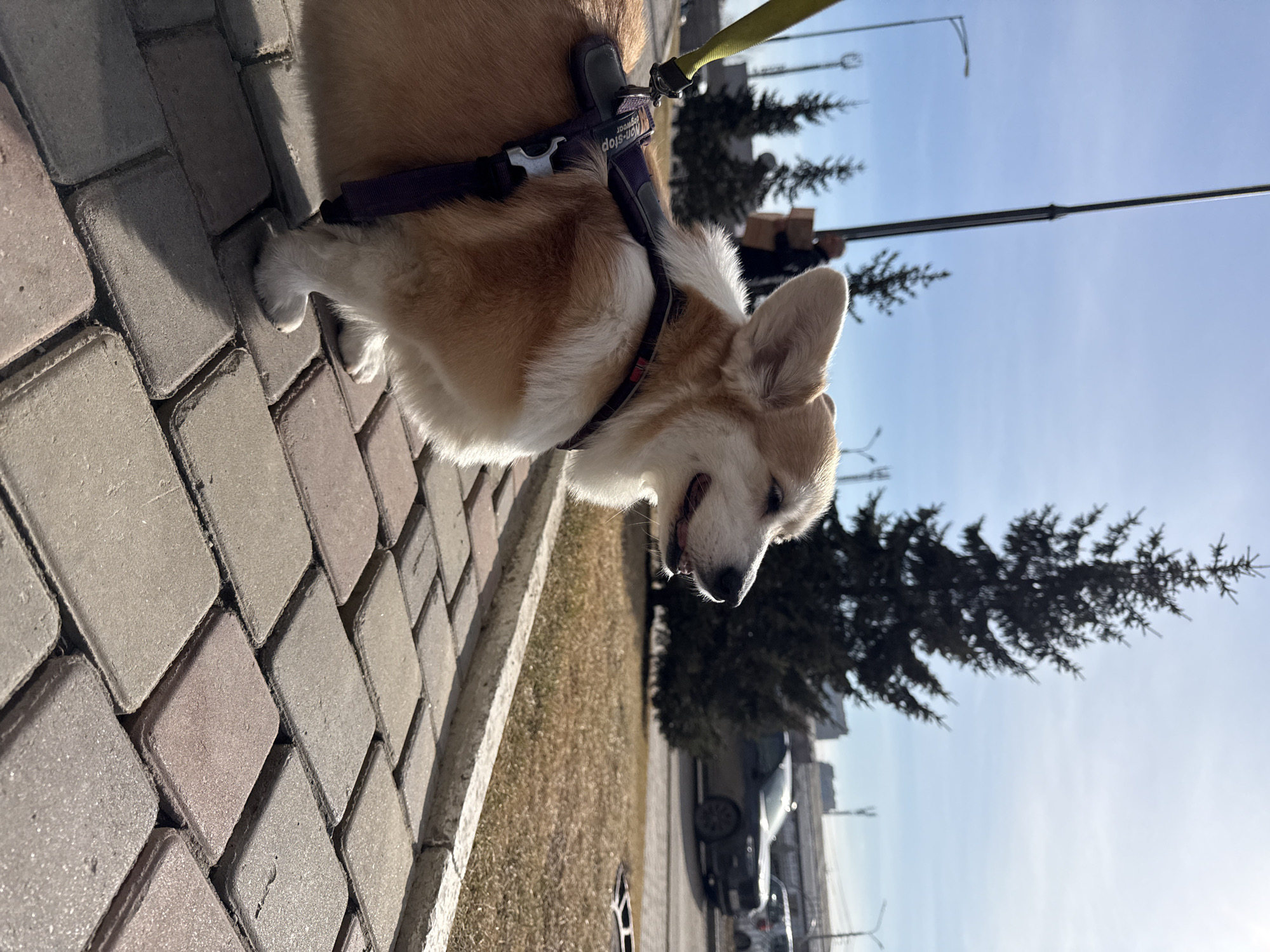 Late-night corgi walk documented across multiple Krasnoyarsk locations