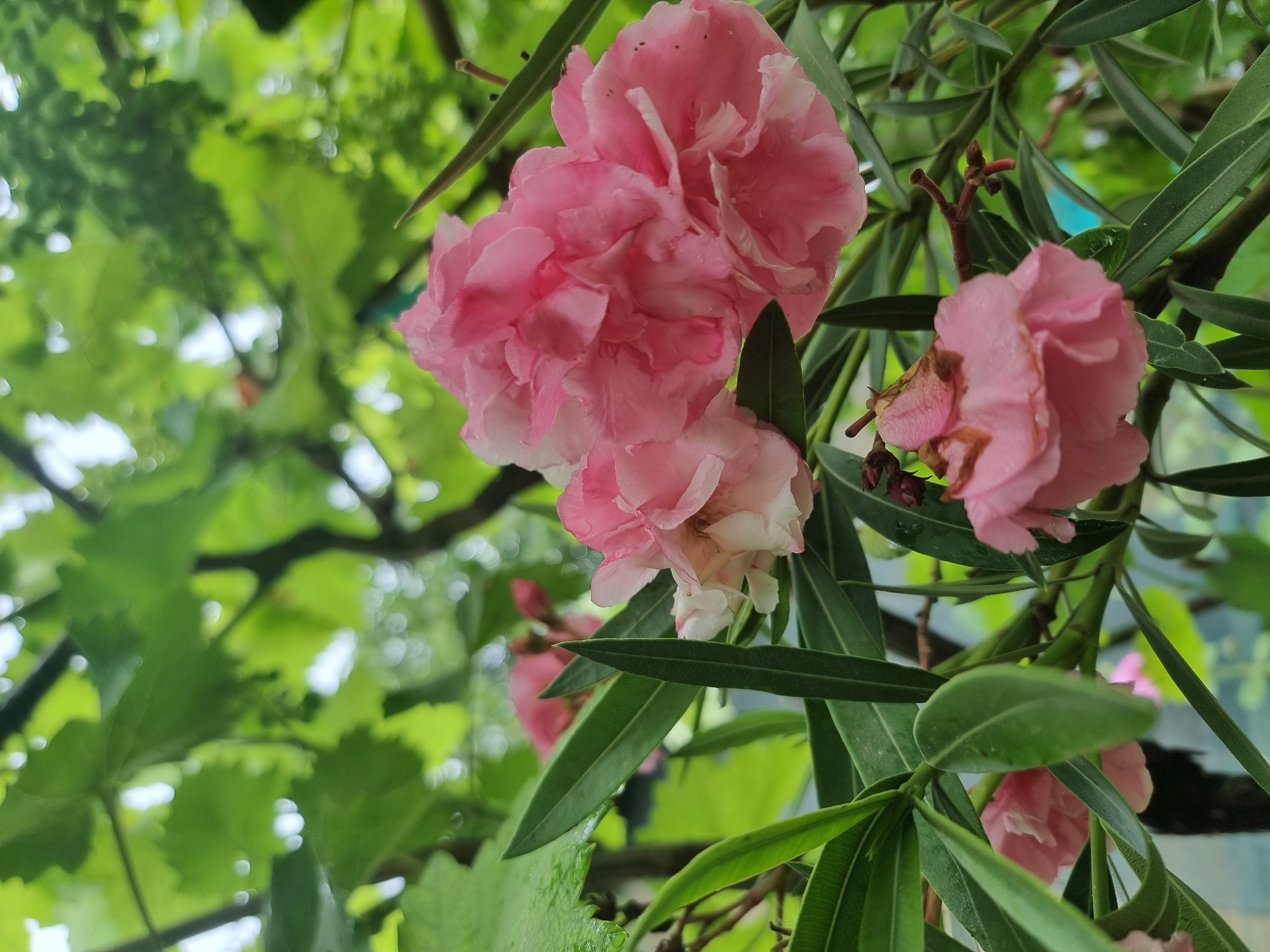 Copanca garden in bloom, kittens resting nearby on a dewy morning