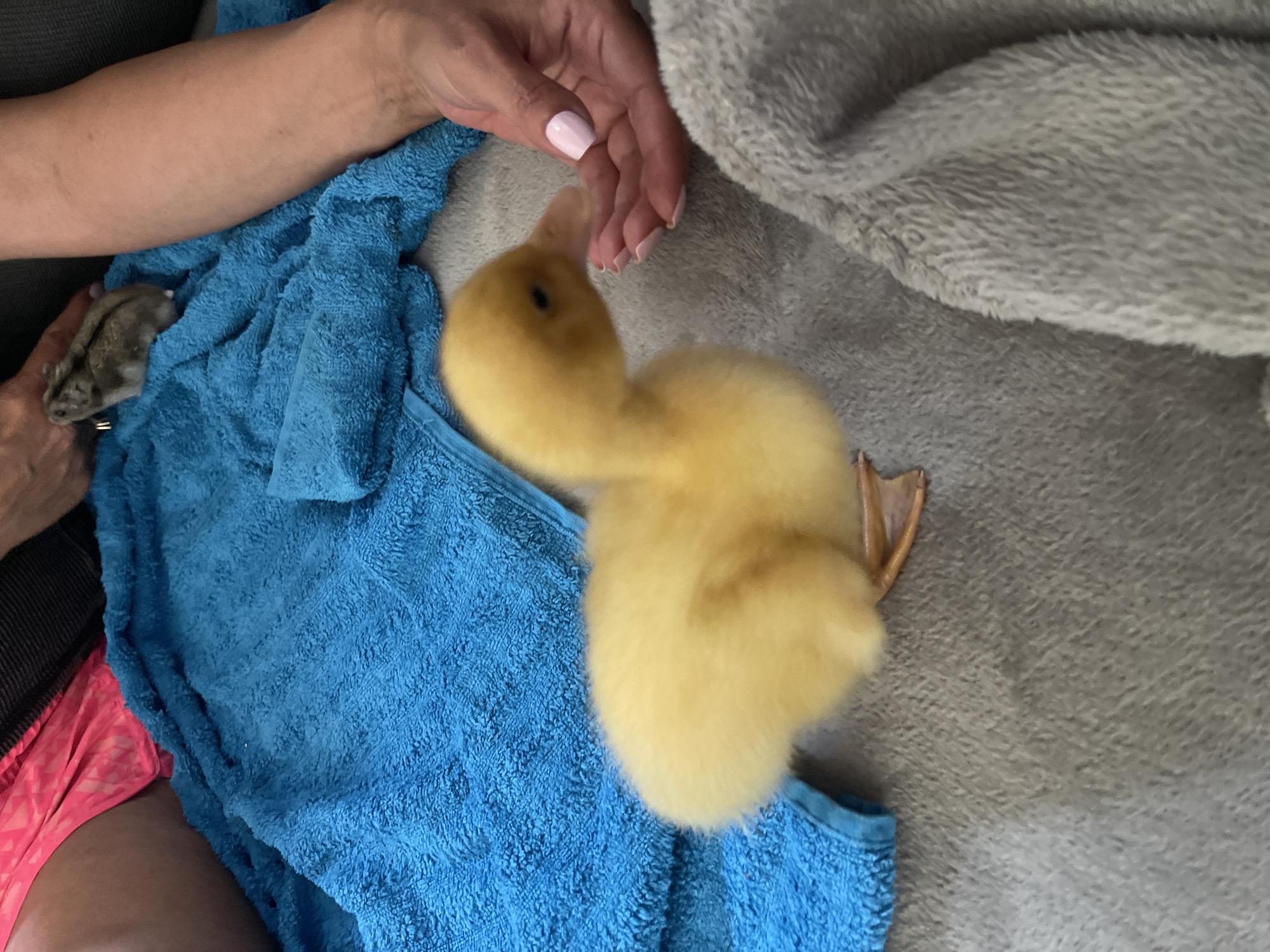 Indoor playtime with duckling and hamster companions