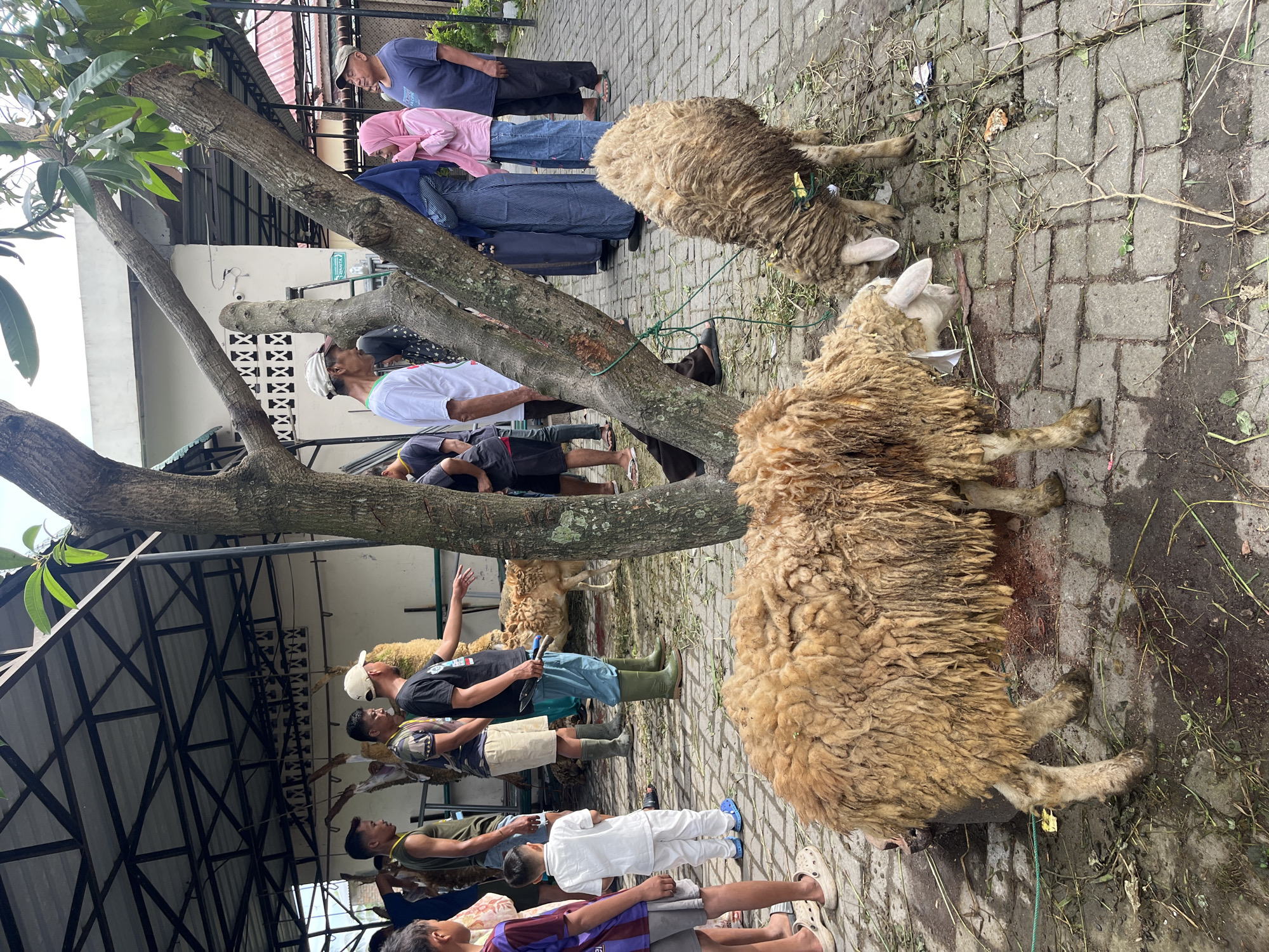Ritual sheep slaughter documented in Paya Geli, Indonesia